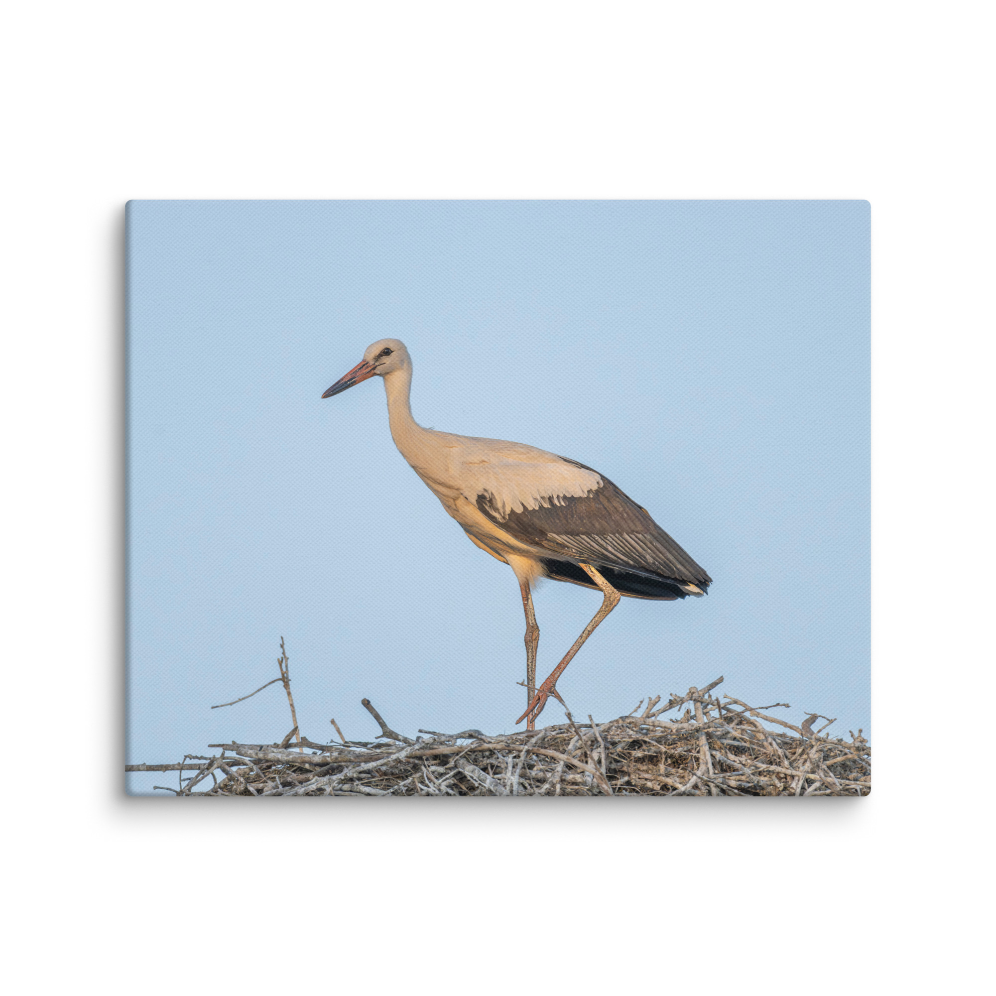 Juvenile White stork! Canvas - Image 21