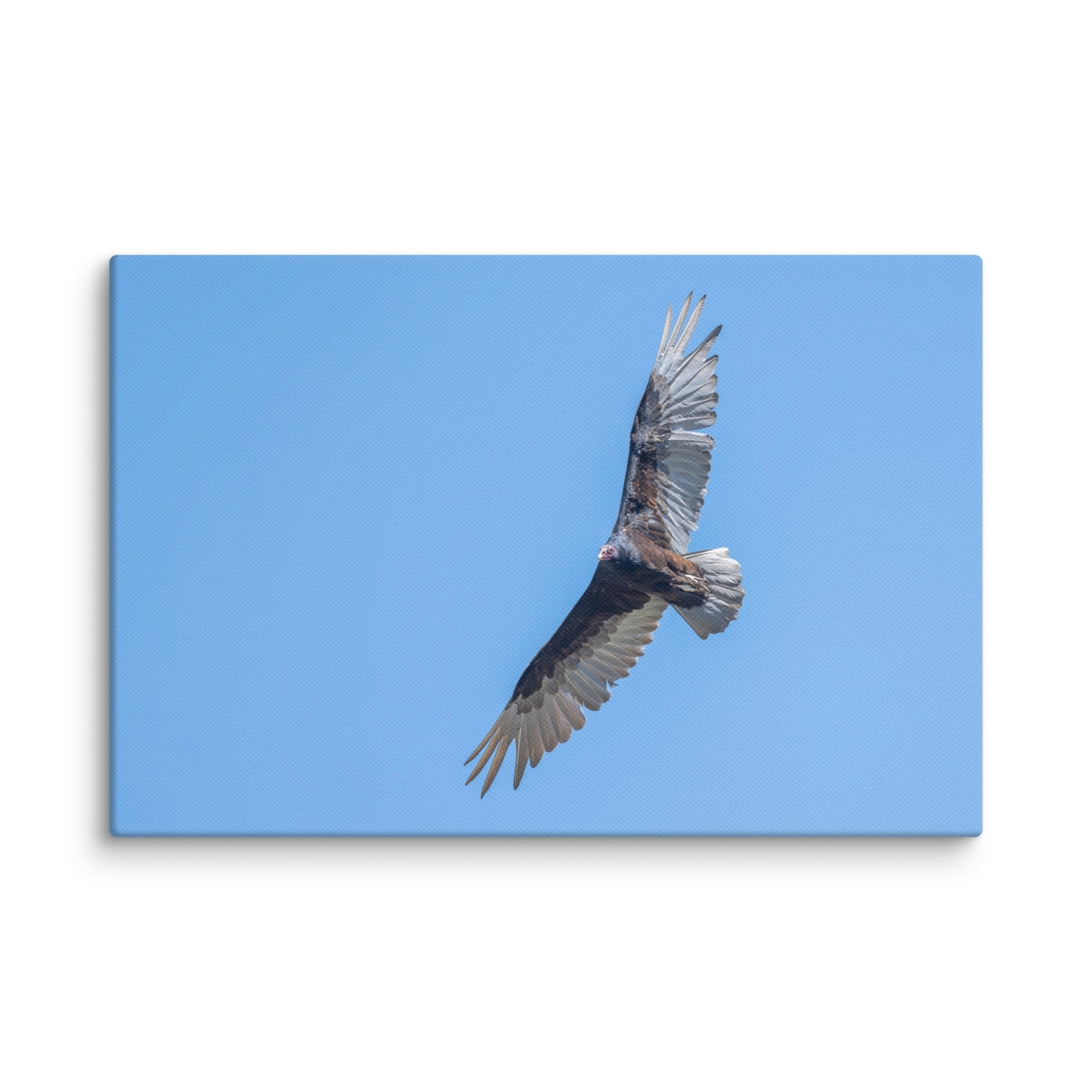 Turkey vulture in flight! Canvas - Image 22
