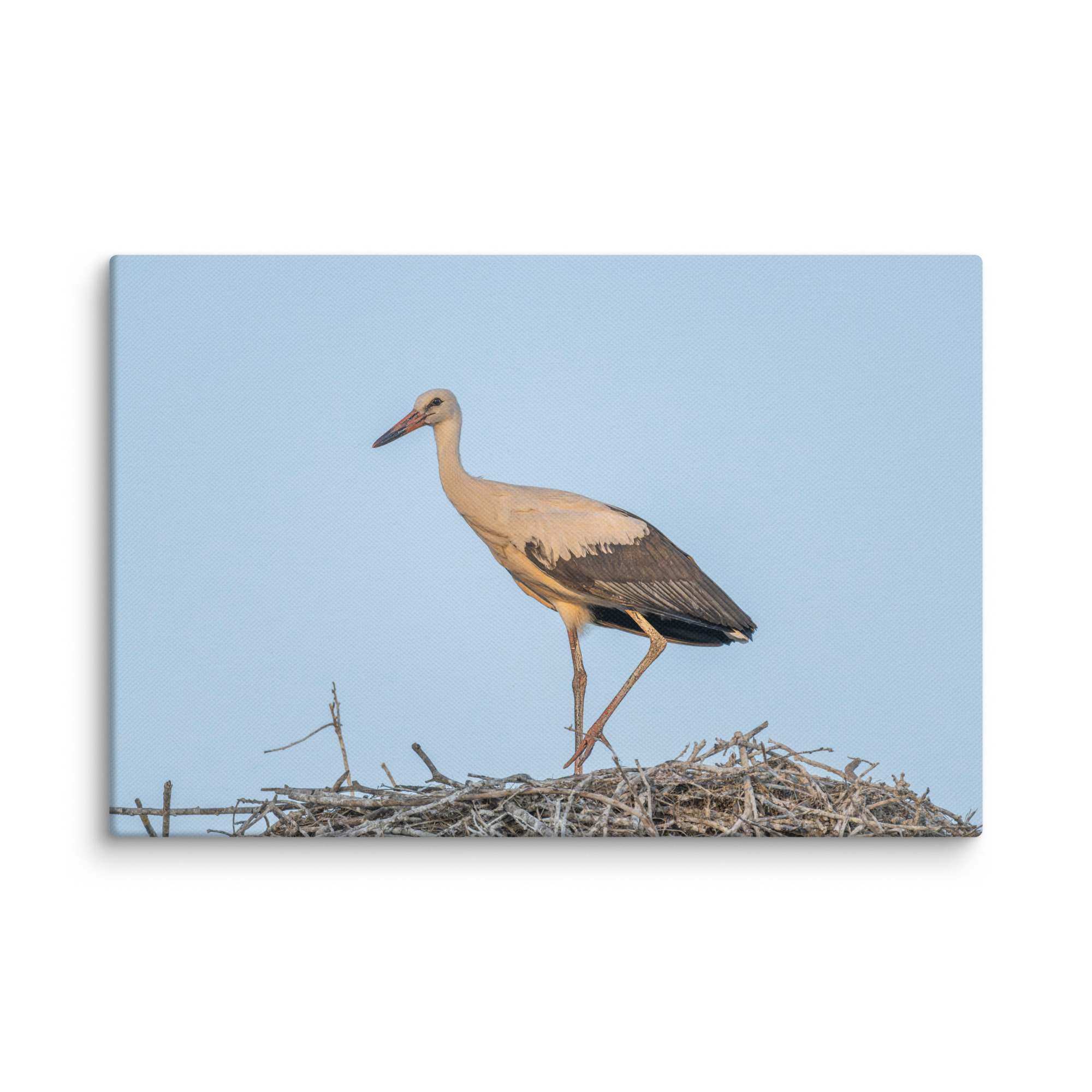 Juvenile White stork! Canvas - Image 22