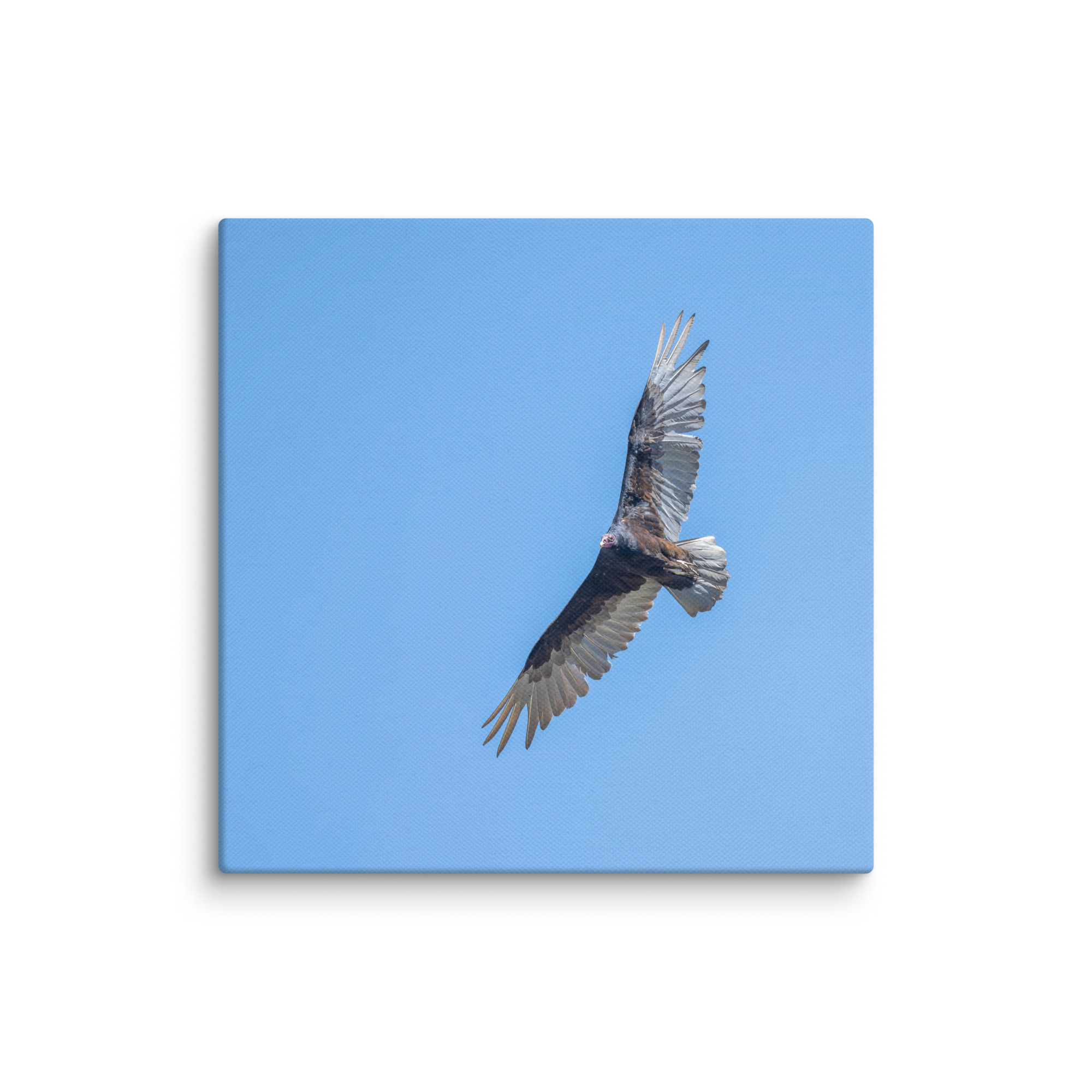 Turkey vulture in flight! Canvas - Image 23