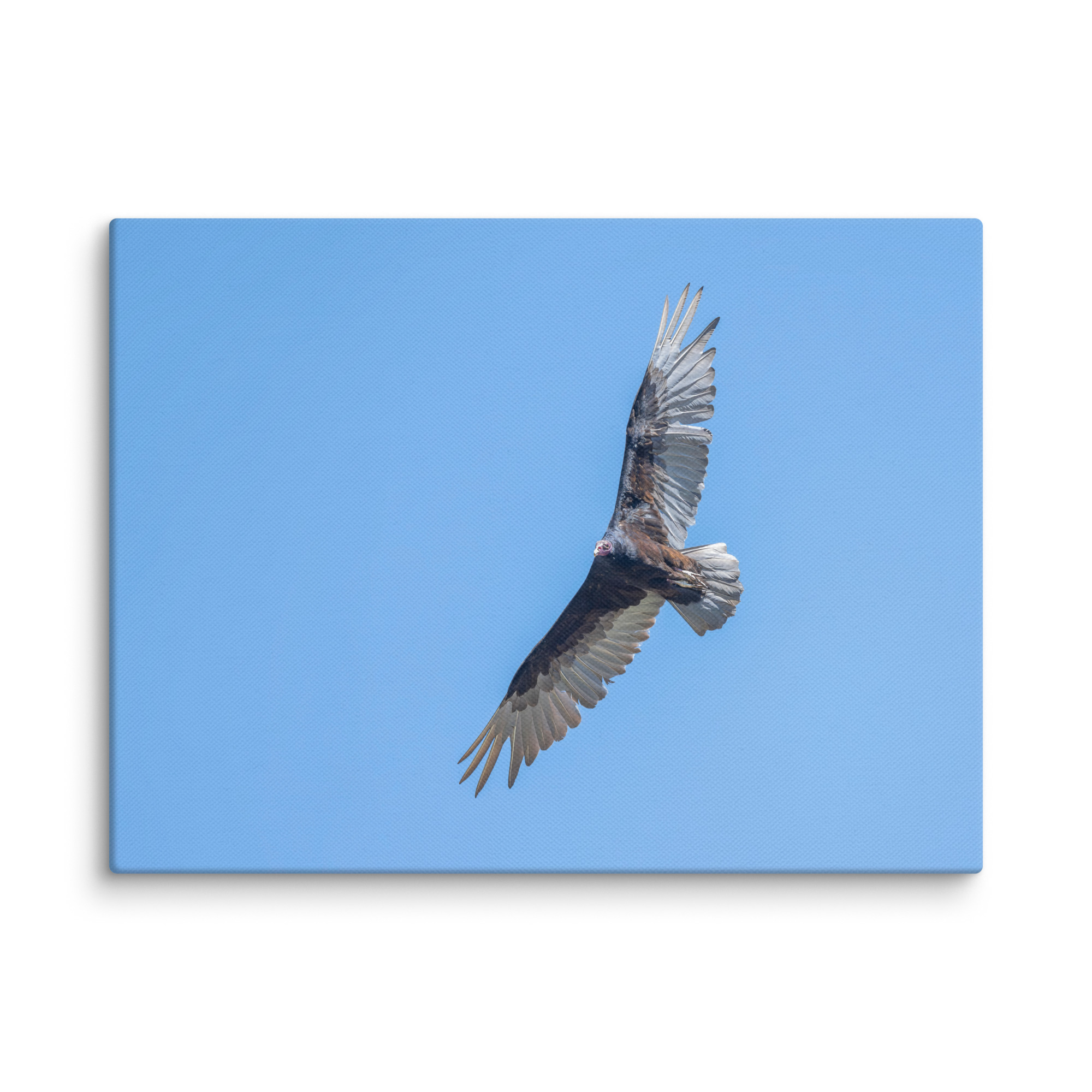 Turkey vulture in flight! Canvas - Image 24
