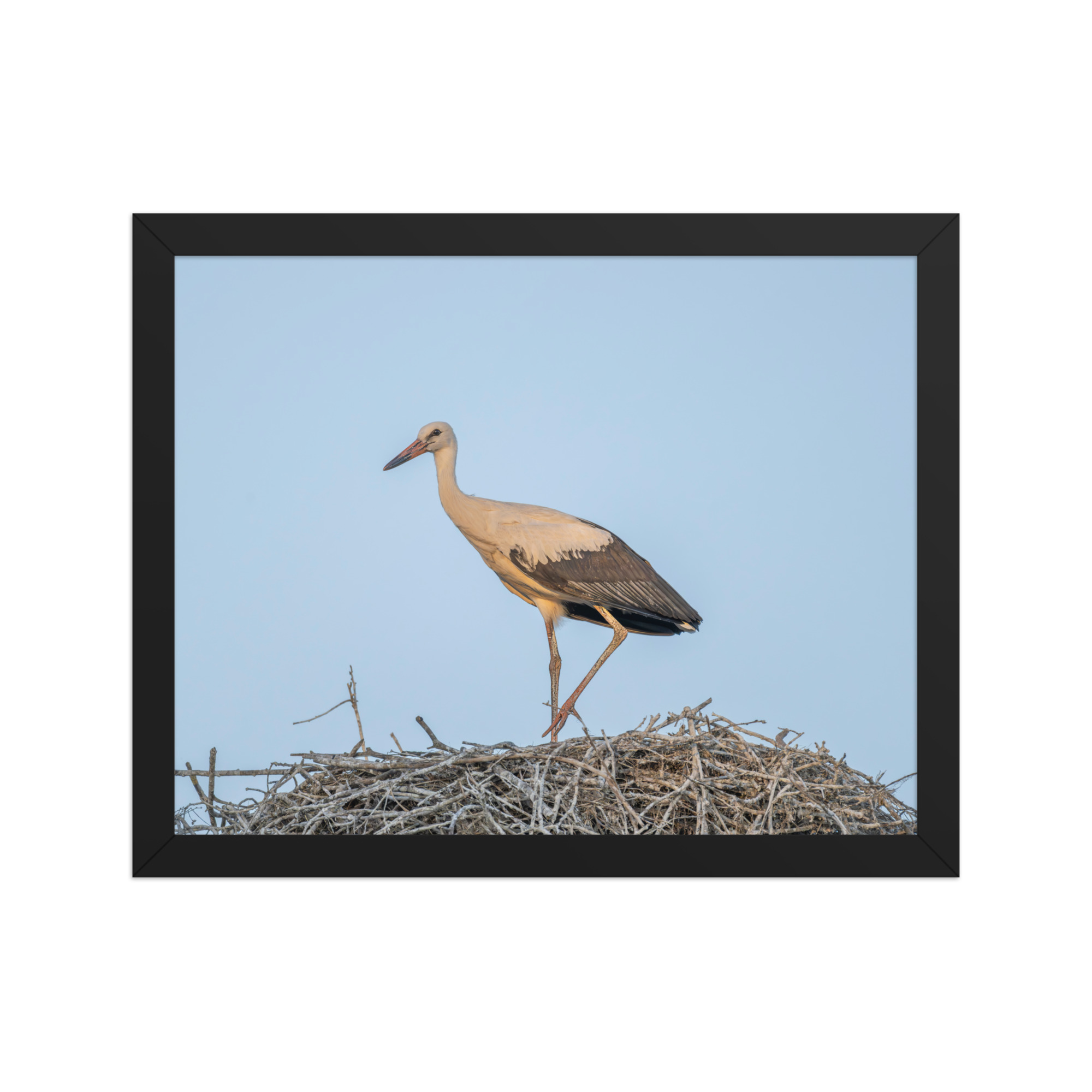 Juvenile White stork! Framed poster - Image 4
