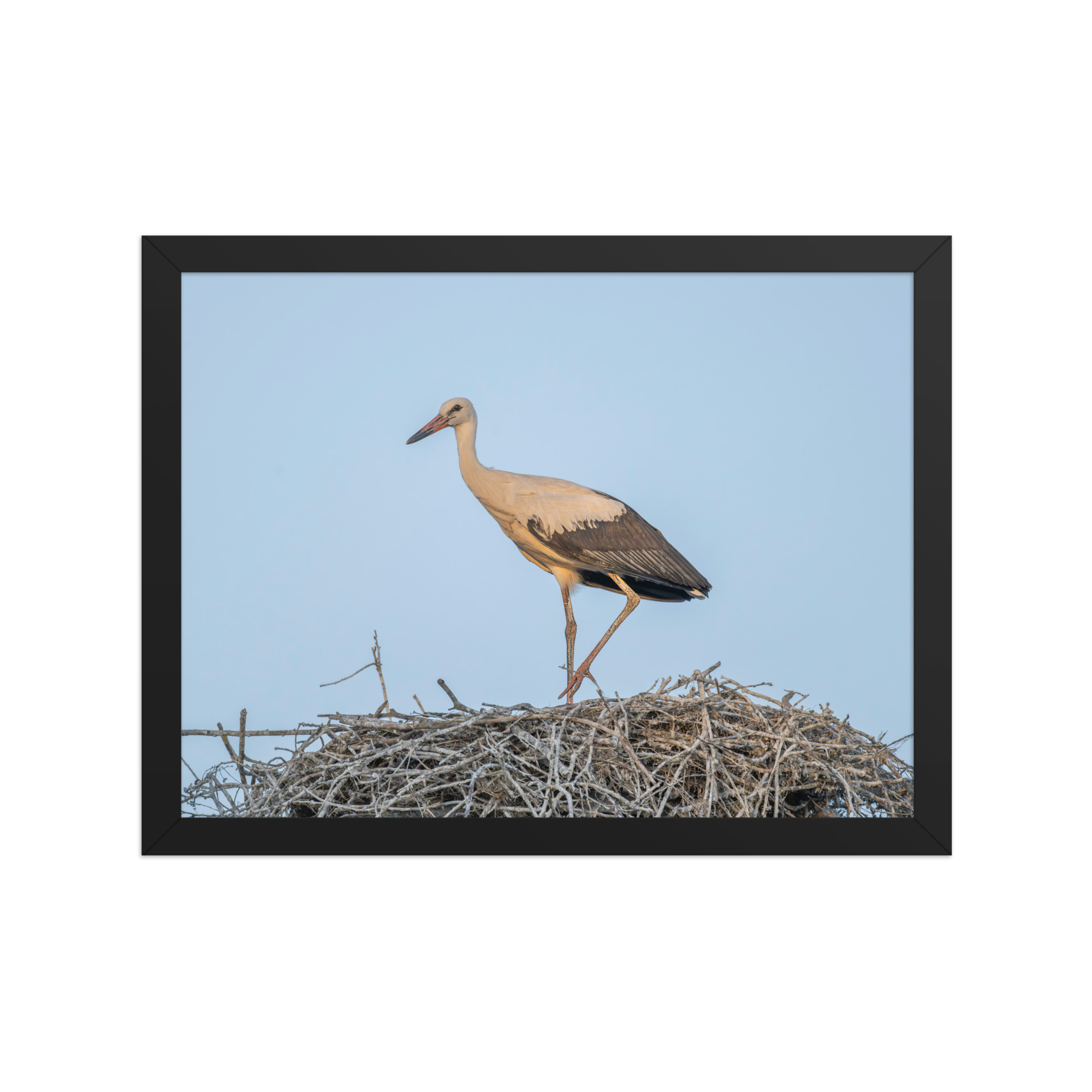 Juvenile White stork! Framed poster - Image 6