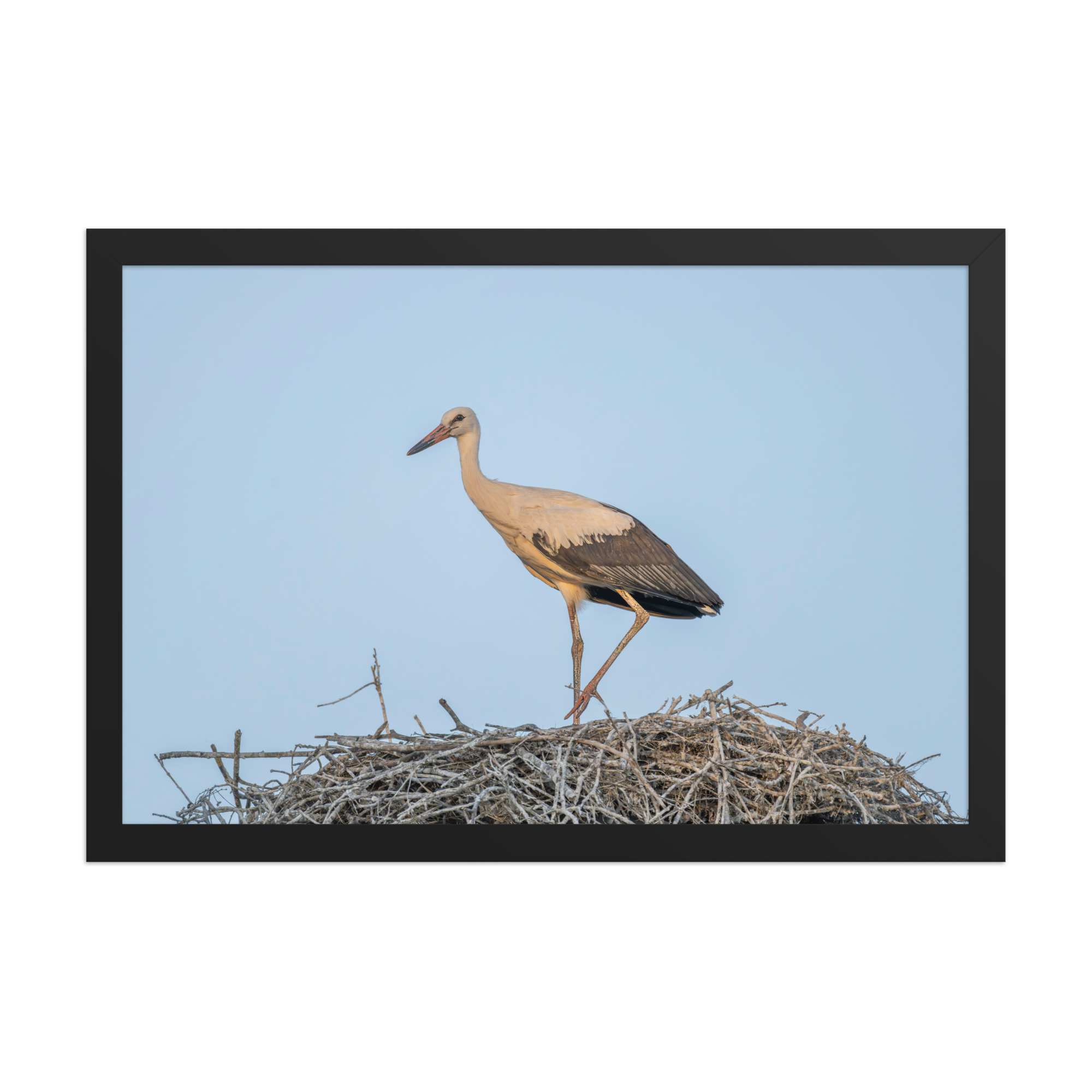 Juvenile White stork! Framed poster - Image 7