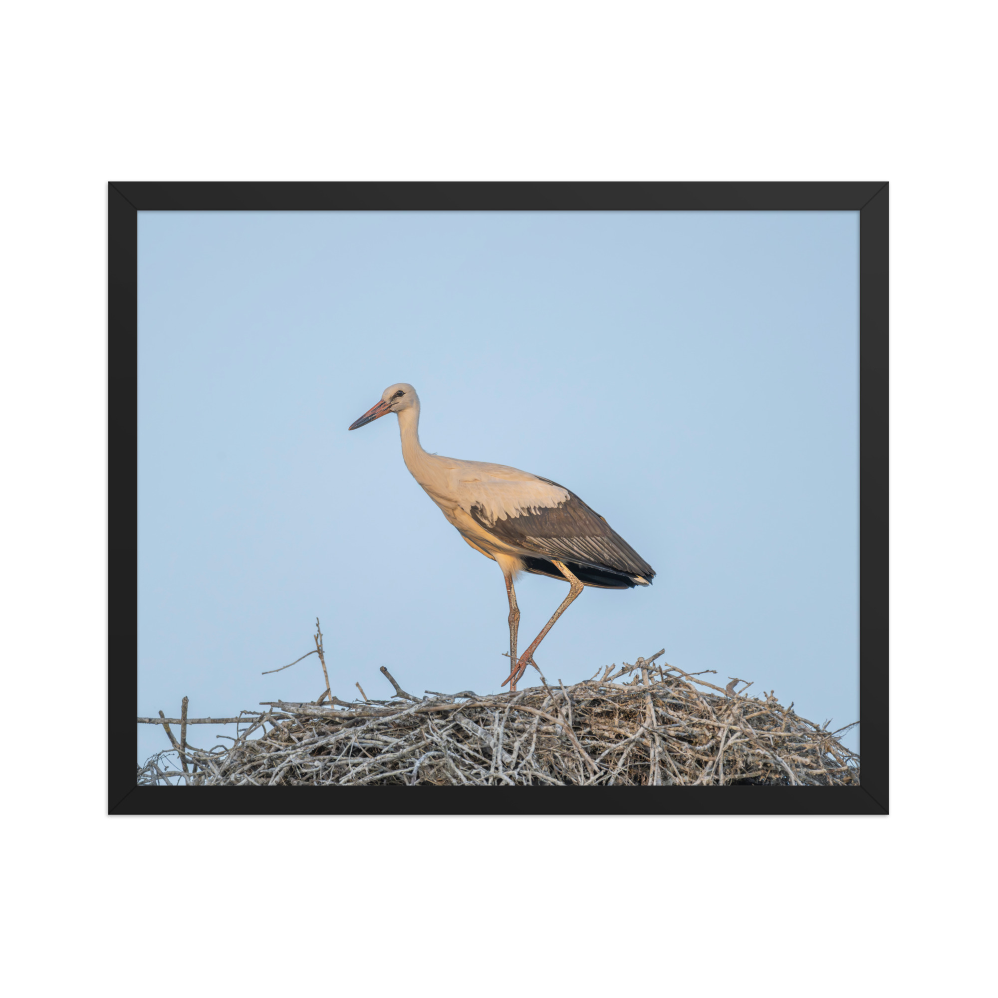 Juvenile White stork! Framed poster - Image 10