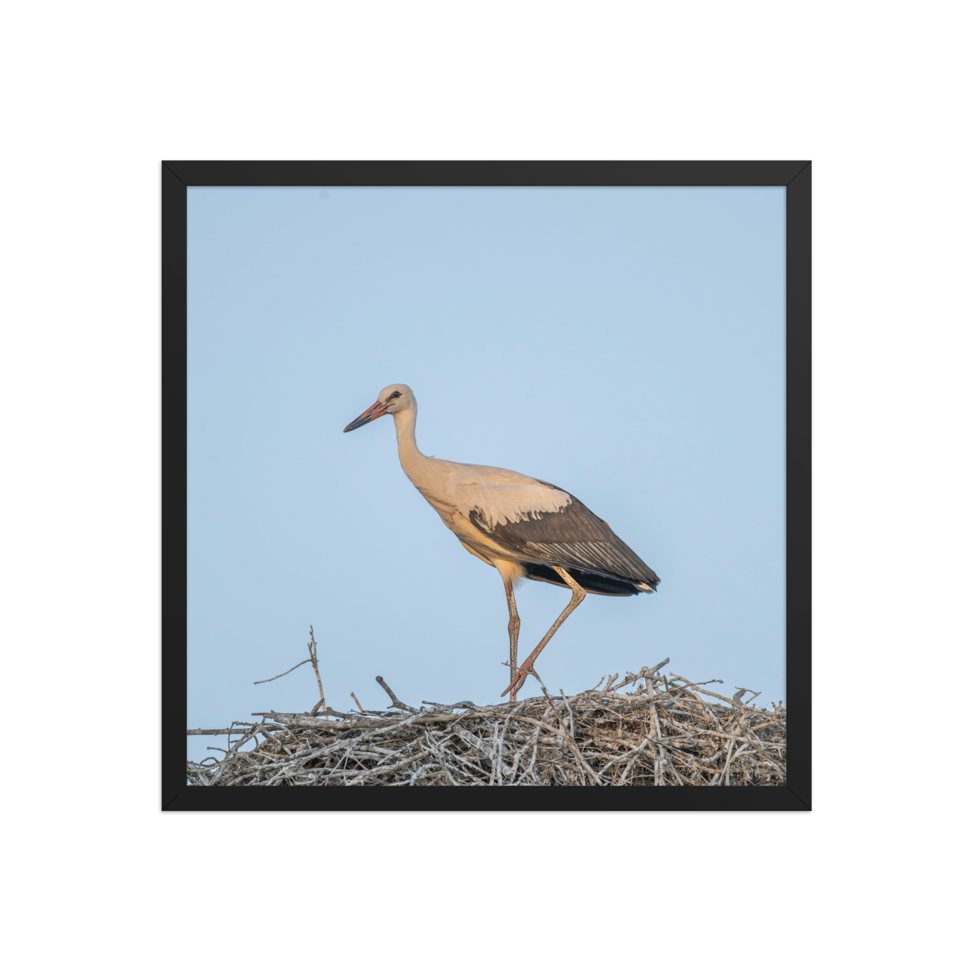 Juvenile White stork! Framed poster - Image 11