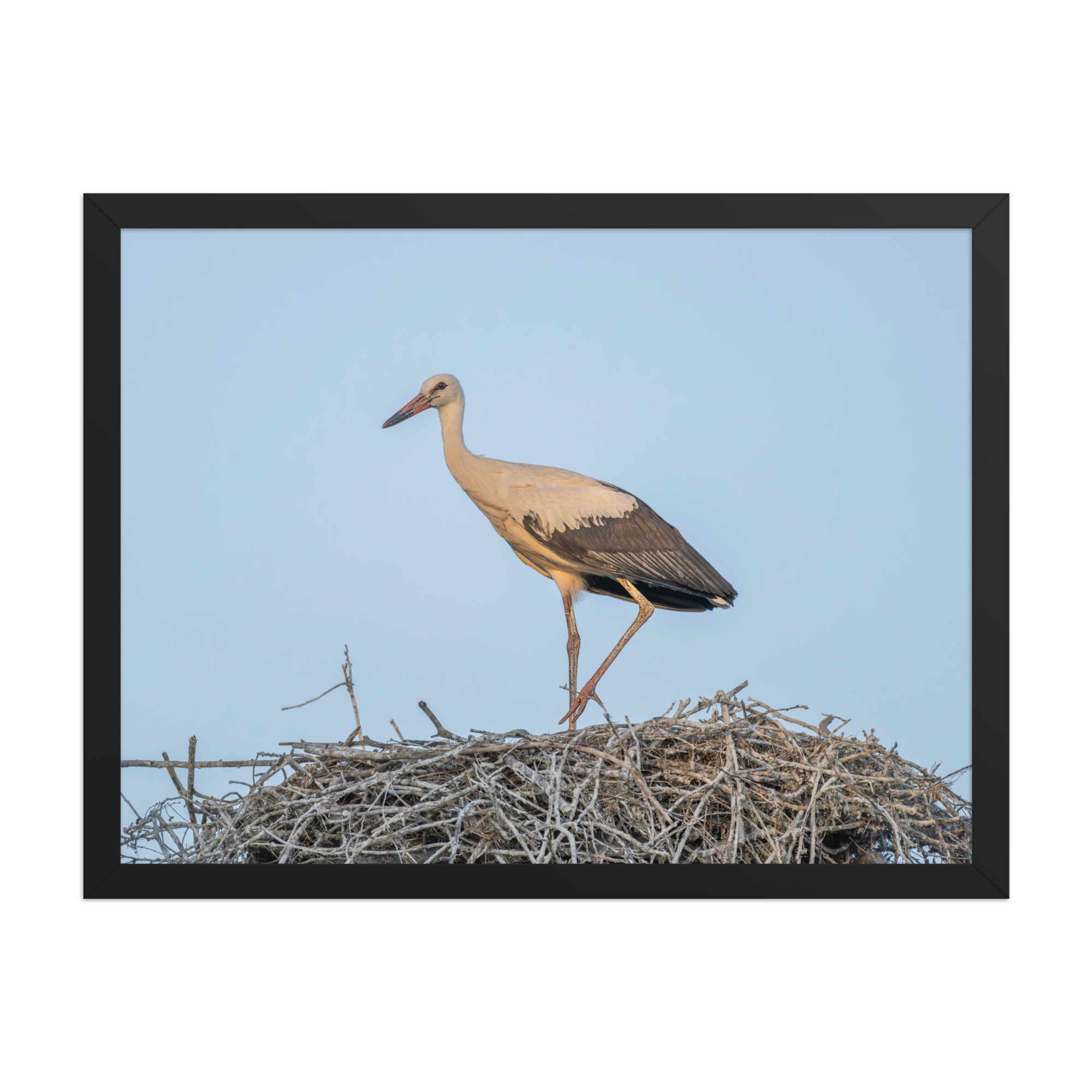 Juvenile White stork! Framed poster - Image 12