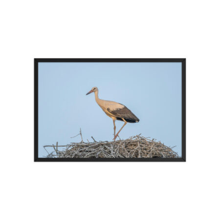 Juvenile White stork! Framed poster