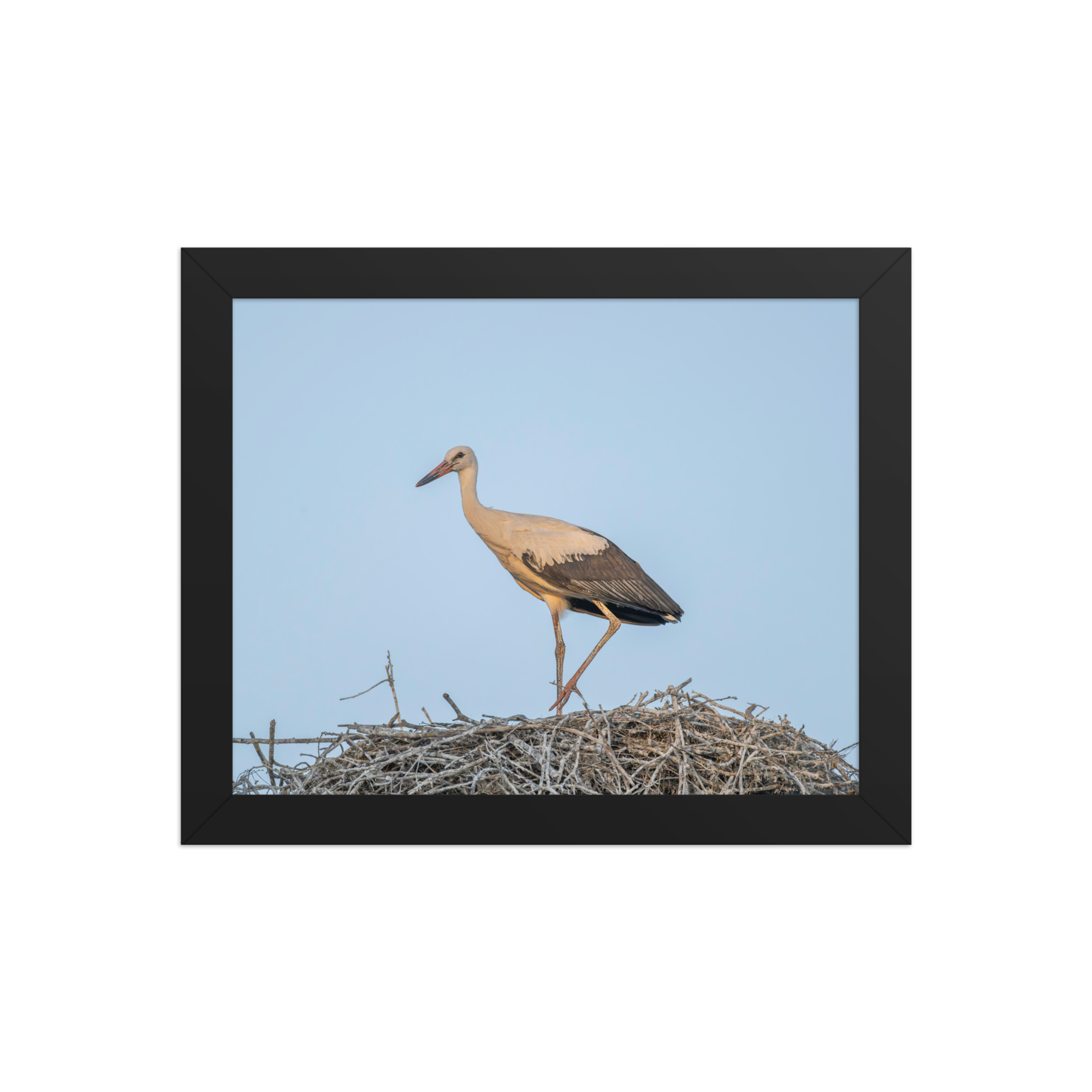Juvenile White stork! Framed poster - Image 2
