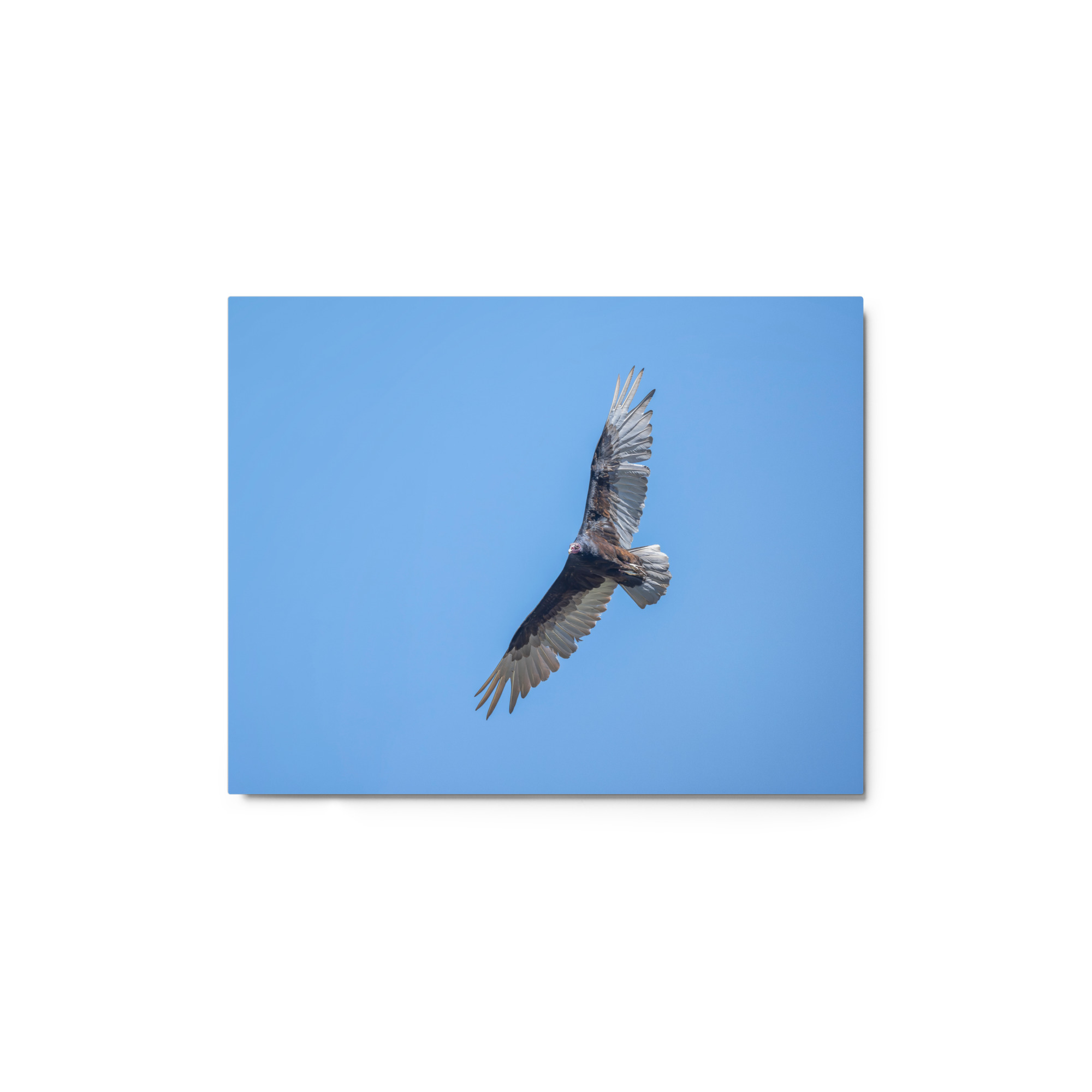 Turkey vulture in flight! Metal prints - Image 2