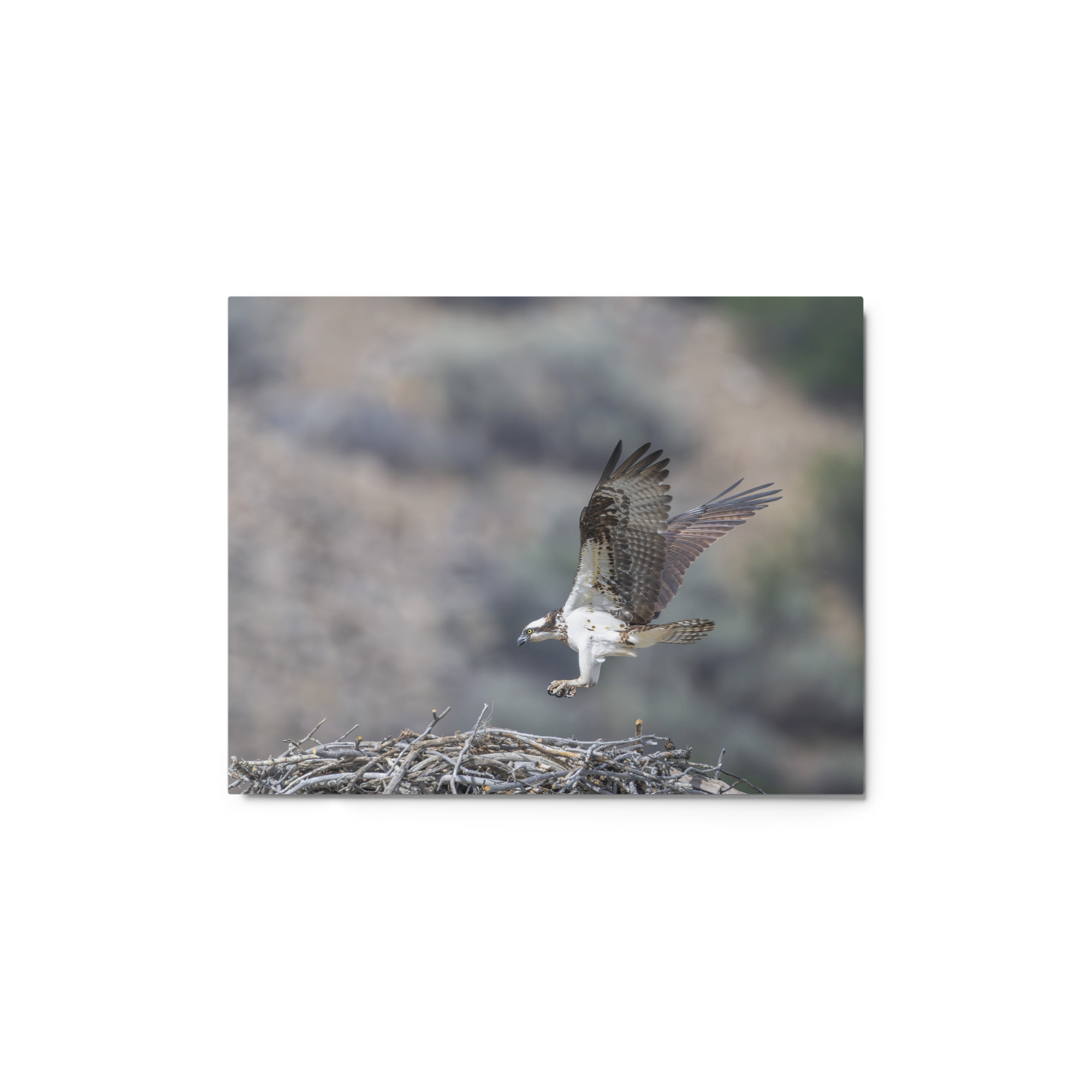 Osprey Landing on its nest! Metal prints - Image 2