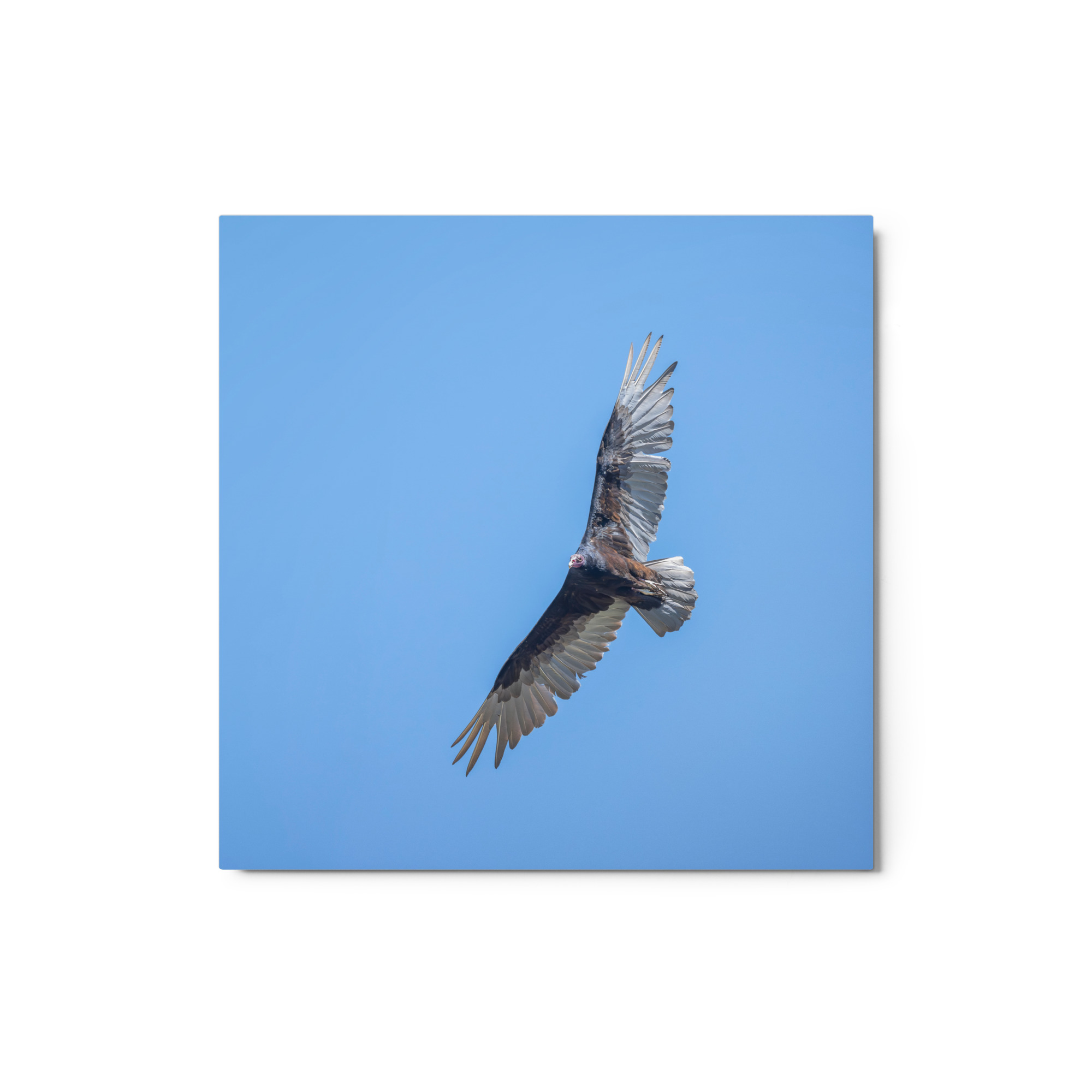 Turkey vulture in flight! Metal prints - Image 3