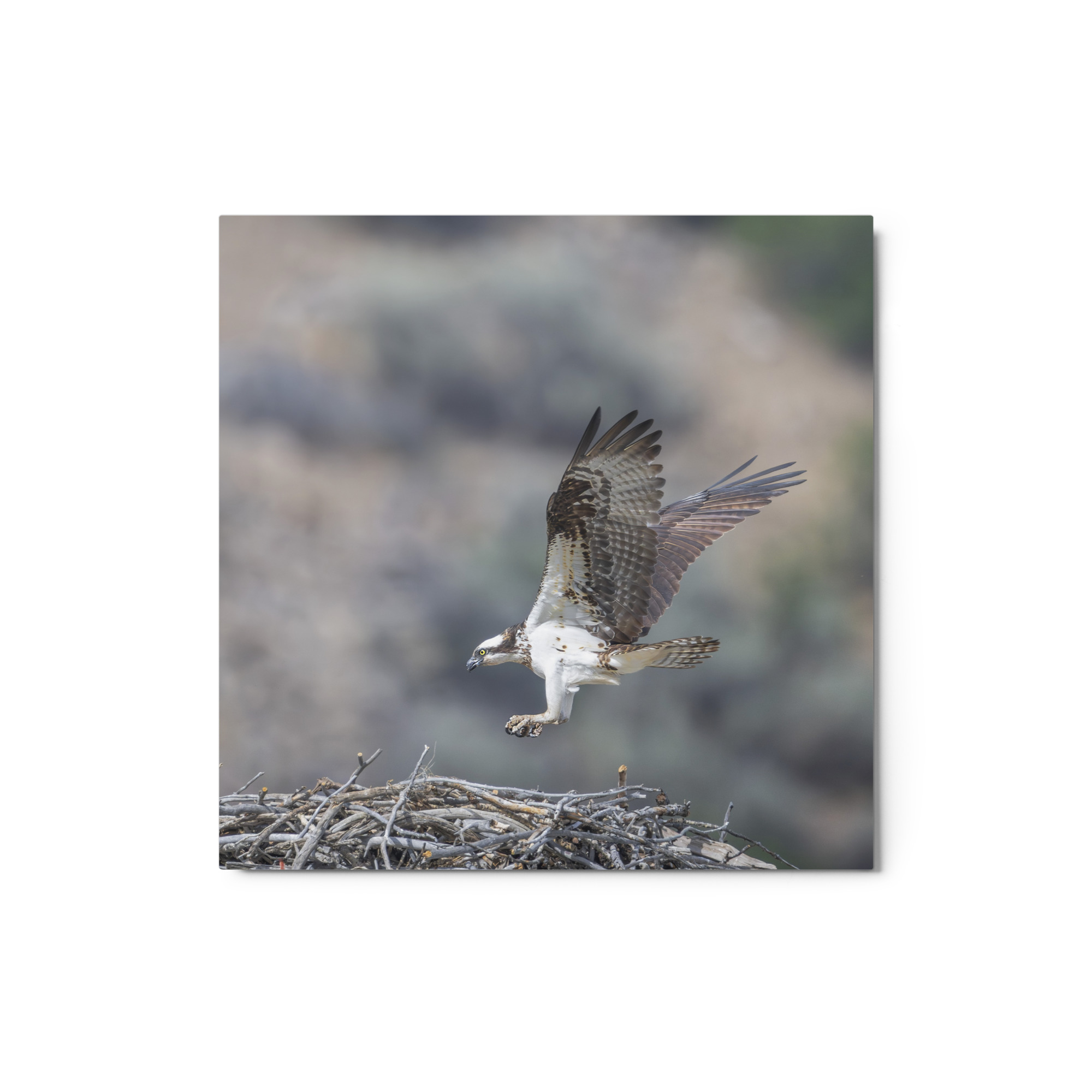 Osprey Landing on its nest! Metal prints - Image 3