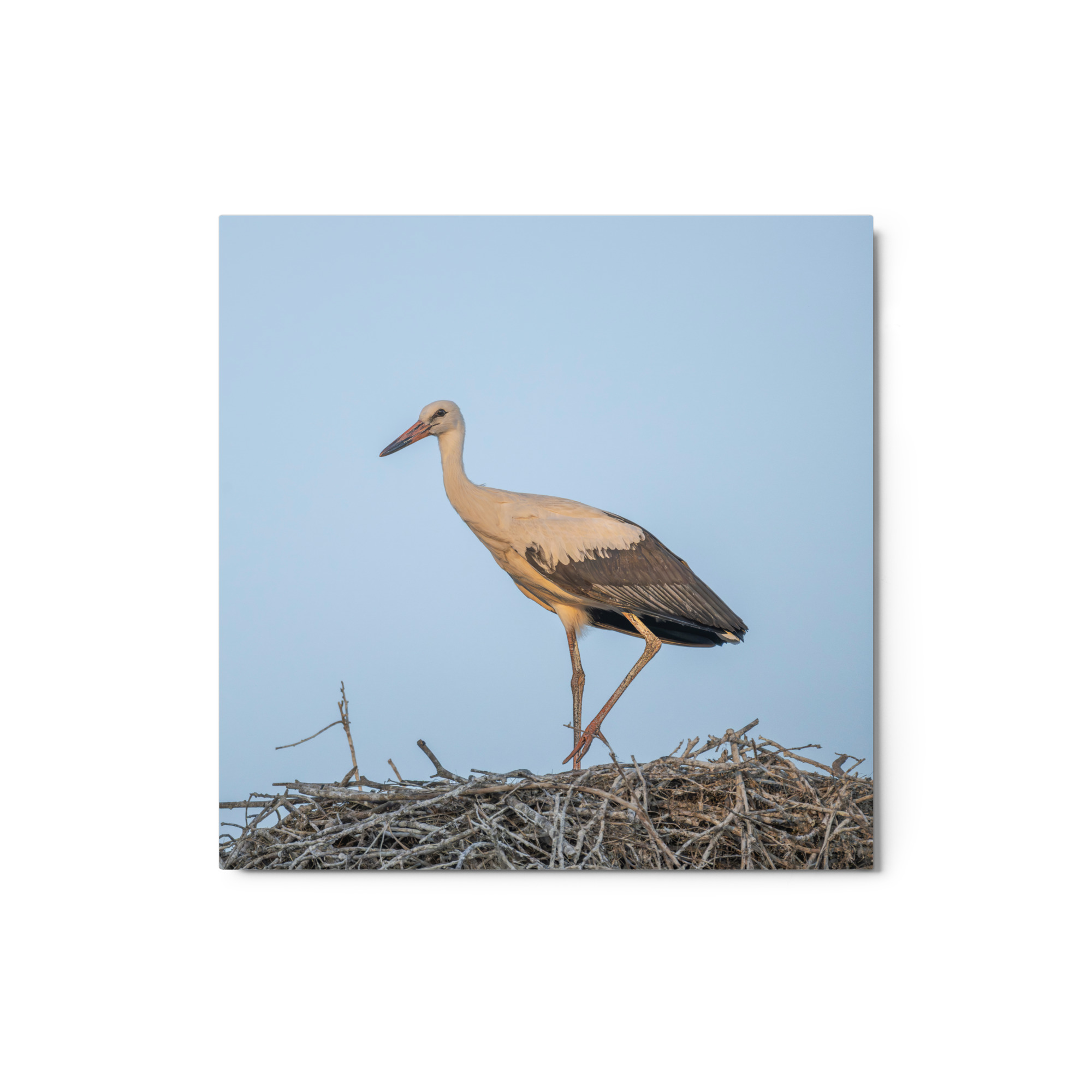 Juvenile White stork! Metal prints - Image 3