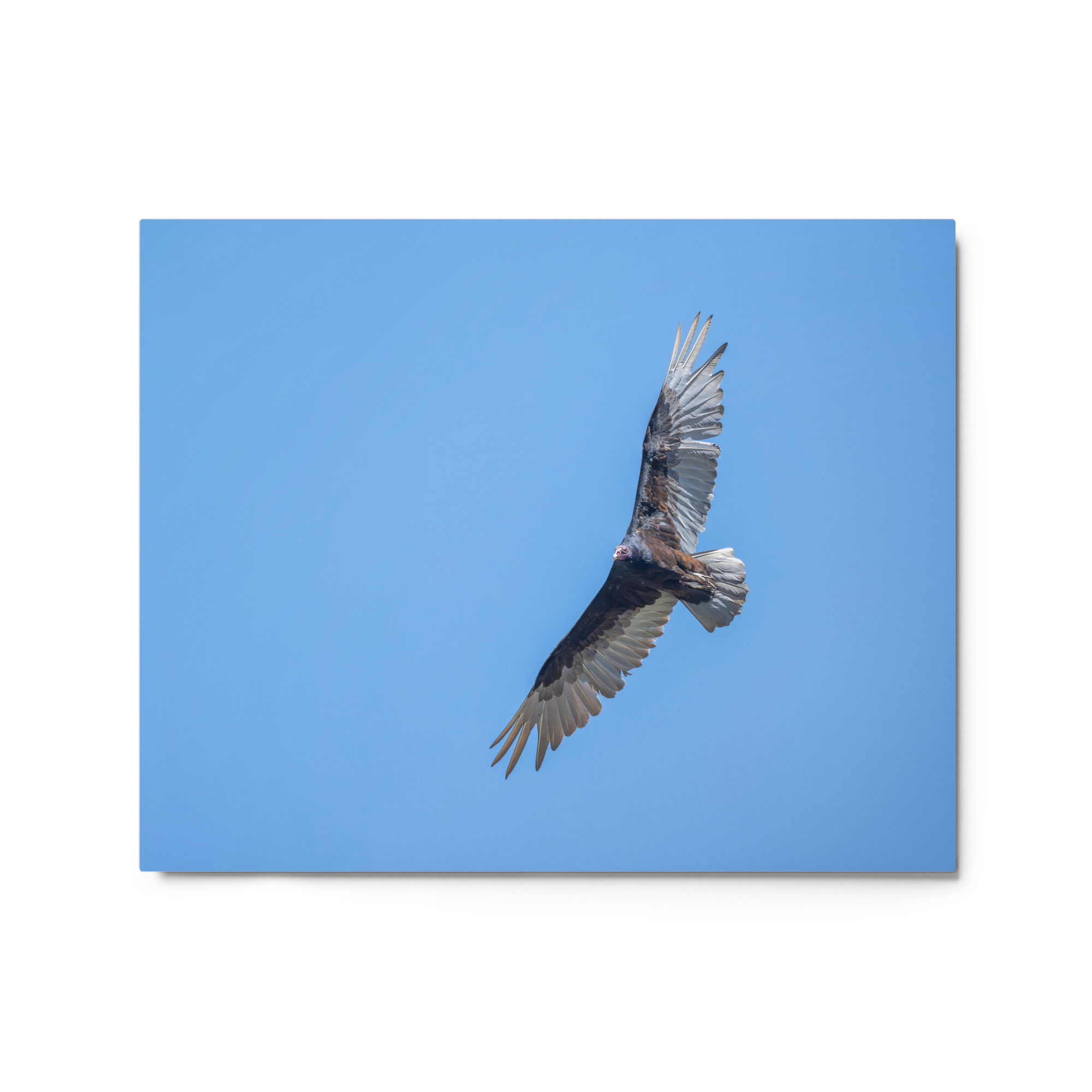 Turkey vulture in flight! Metal prints - Image 4