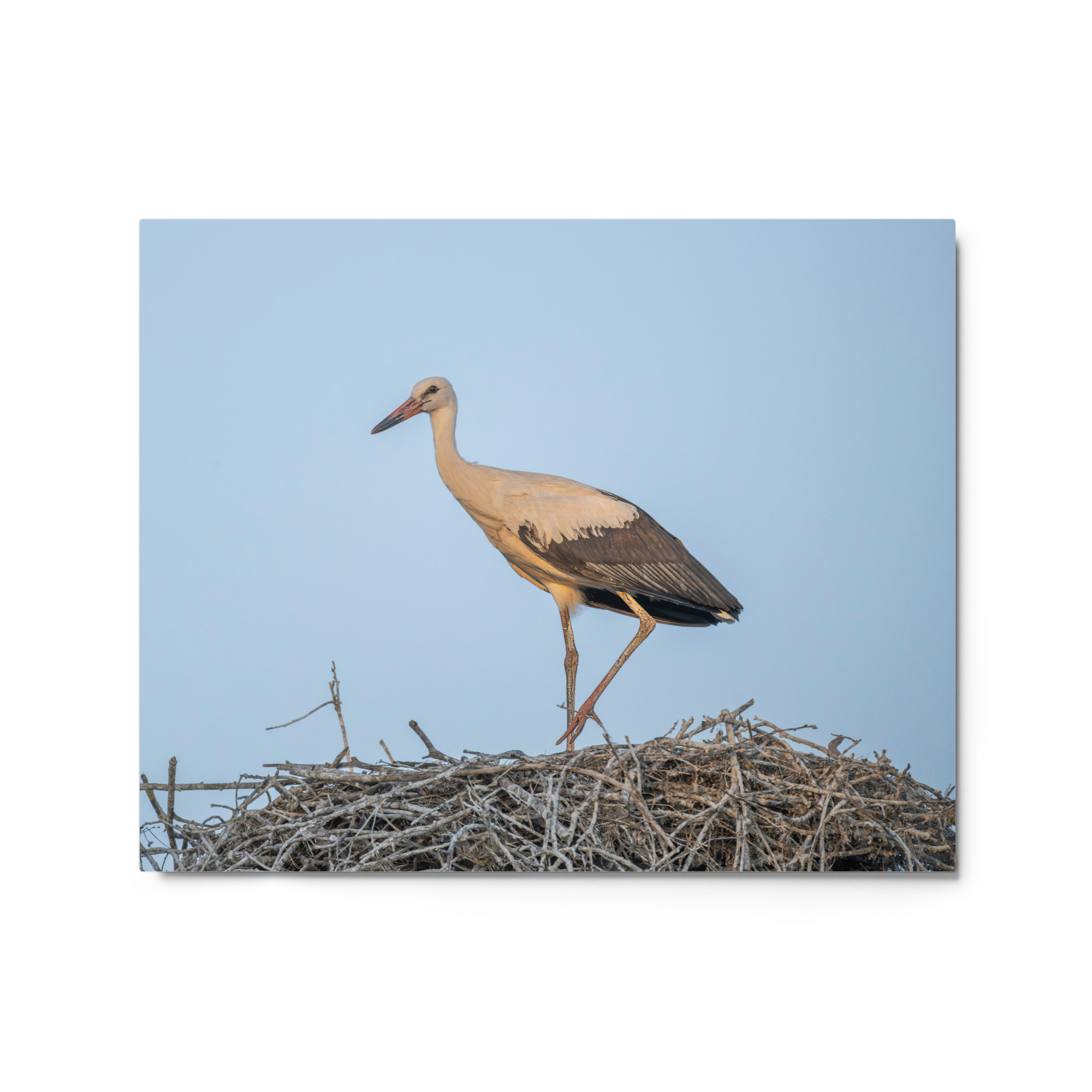Juvenile White stork! Metal prints - Image 4