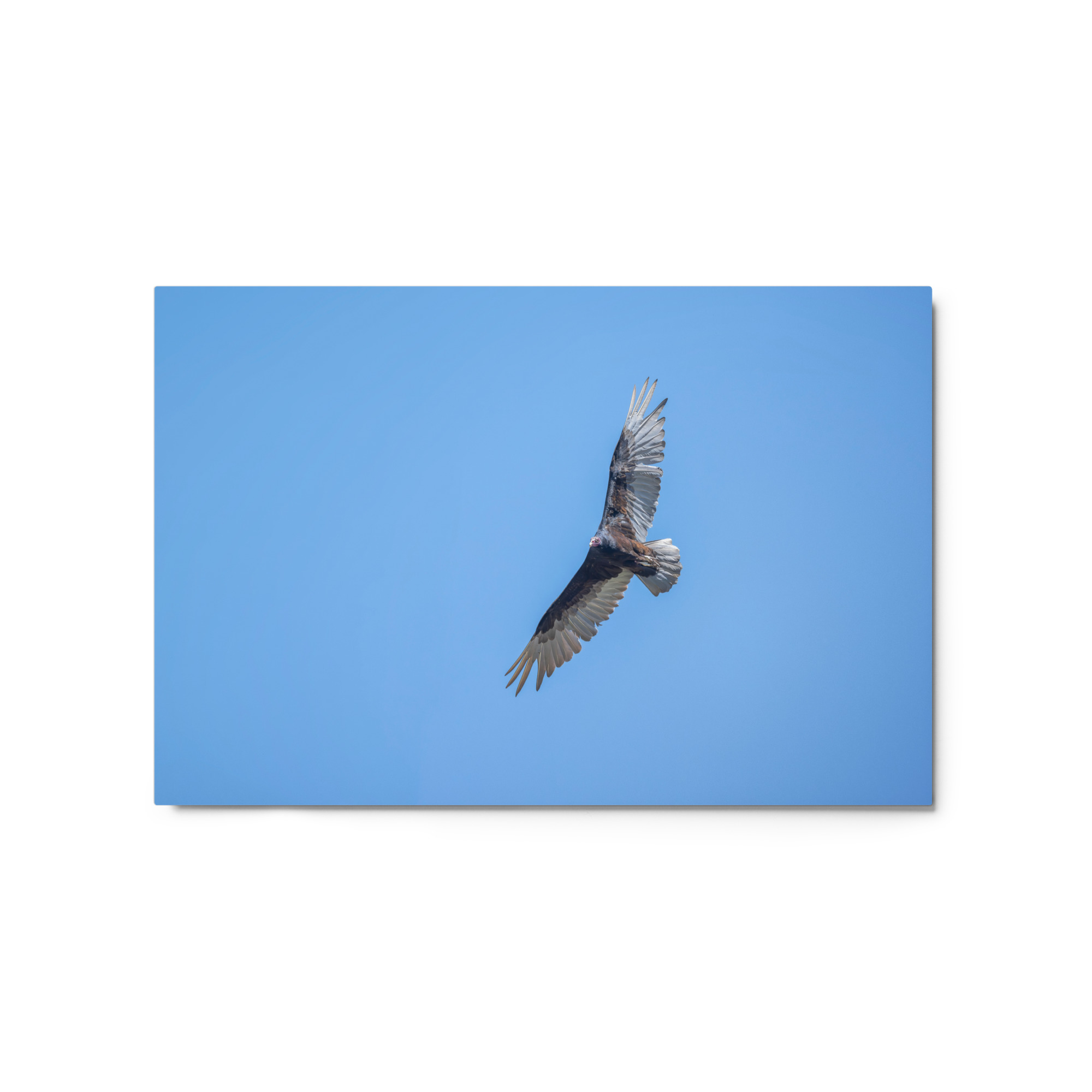 Turkey vulture in flight! Metal prints - Image 5
