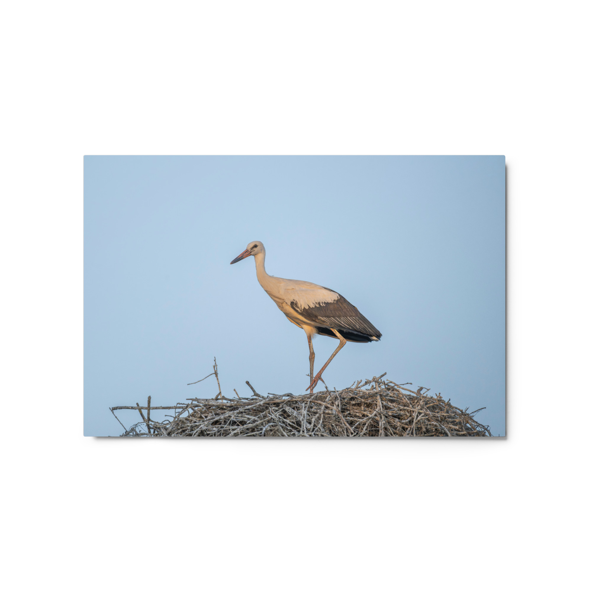 Juvenile White stork! Metal prints - Image 5