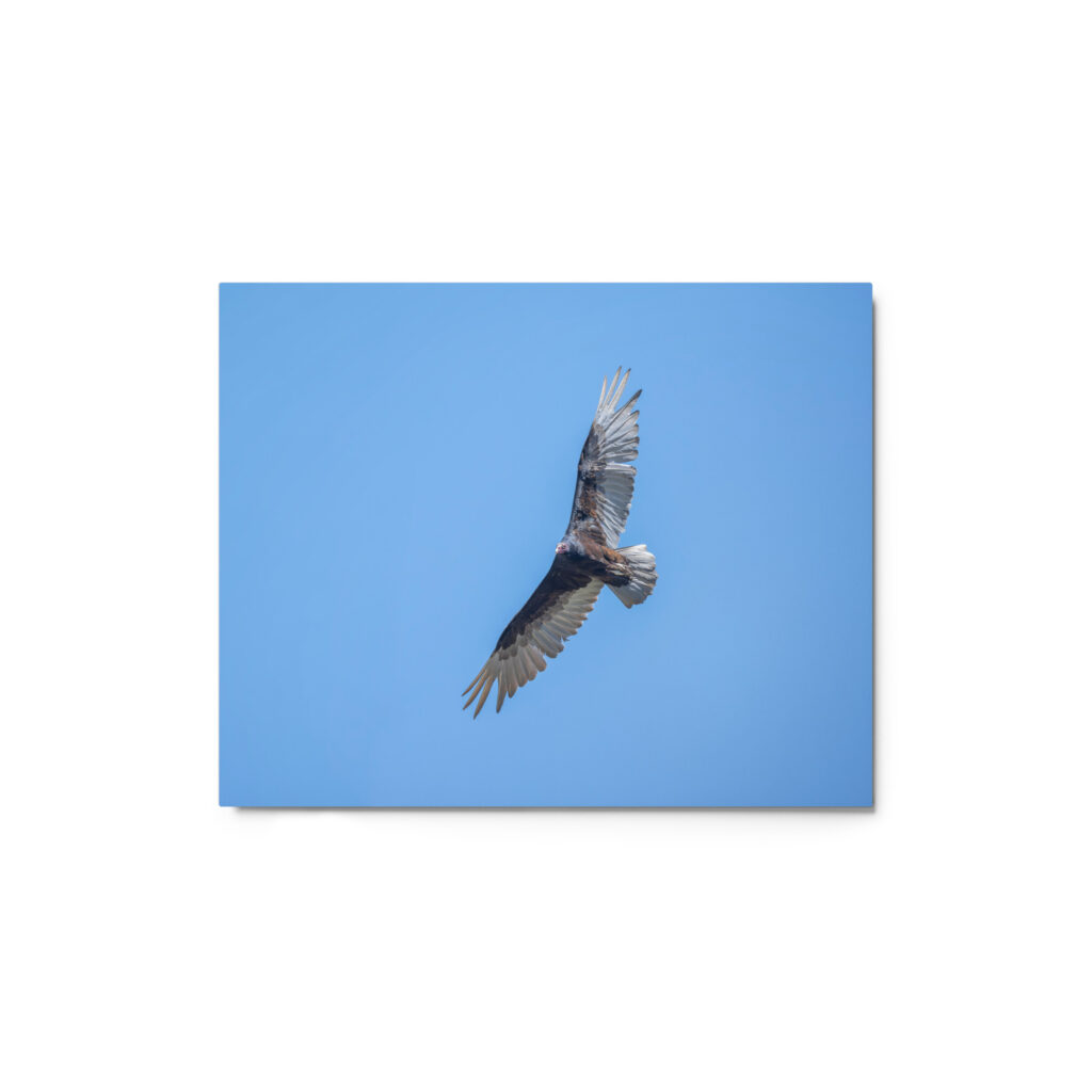 Turkey vulture in flight! Metal prints