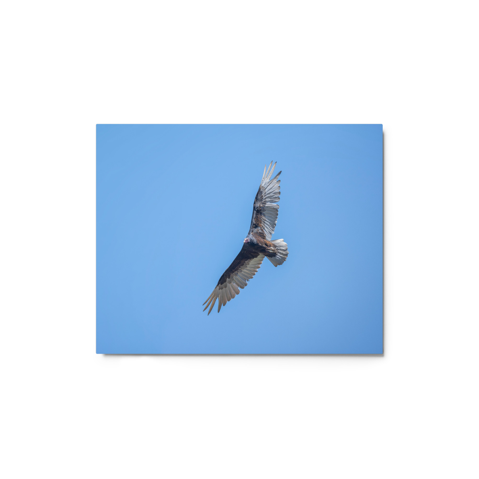 Turkey vulture in flight! Metal prints