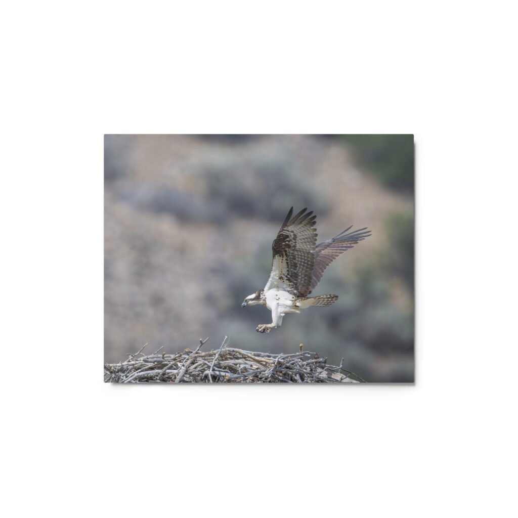 Osprey Landing on its nest! Metal prints