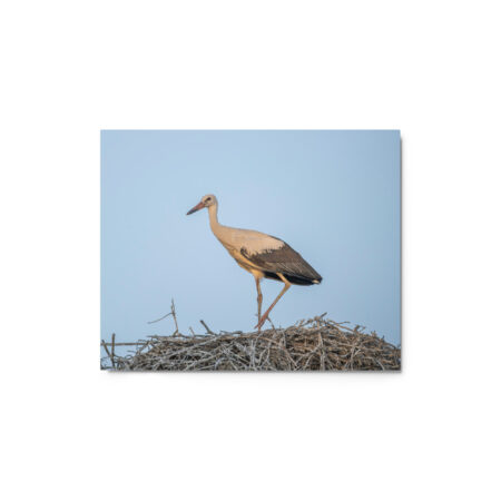 Juvenile White stork! Metal prints