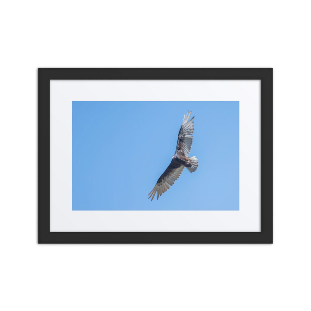 Turkey vulture in flight! Framed mat poster