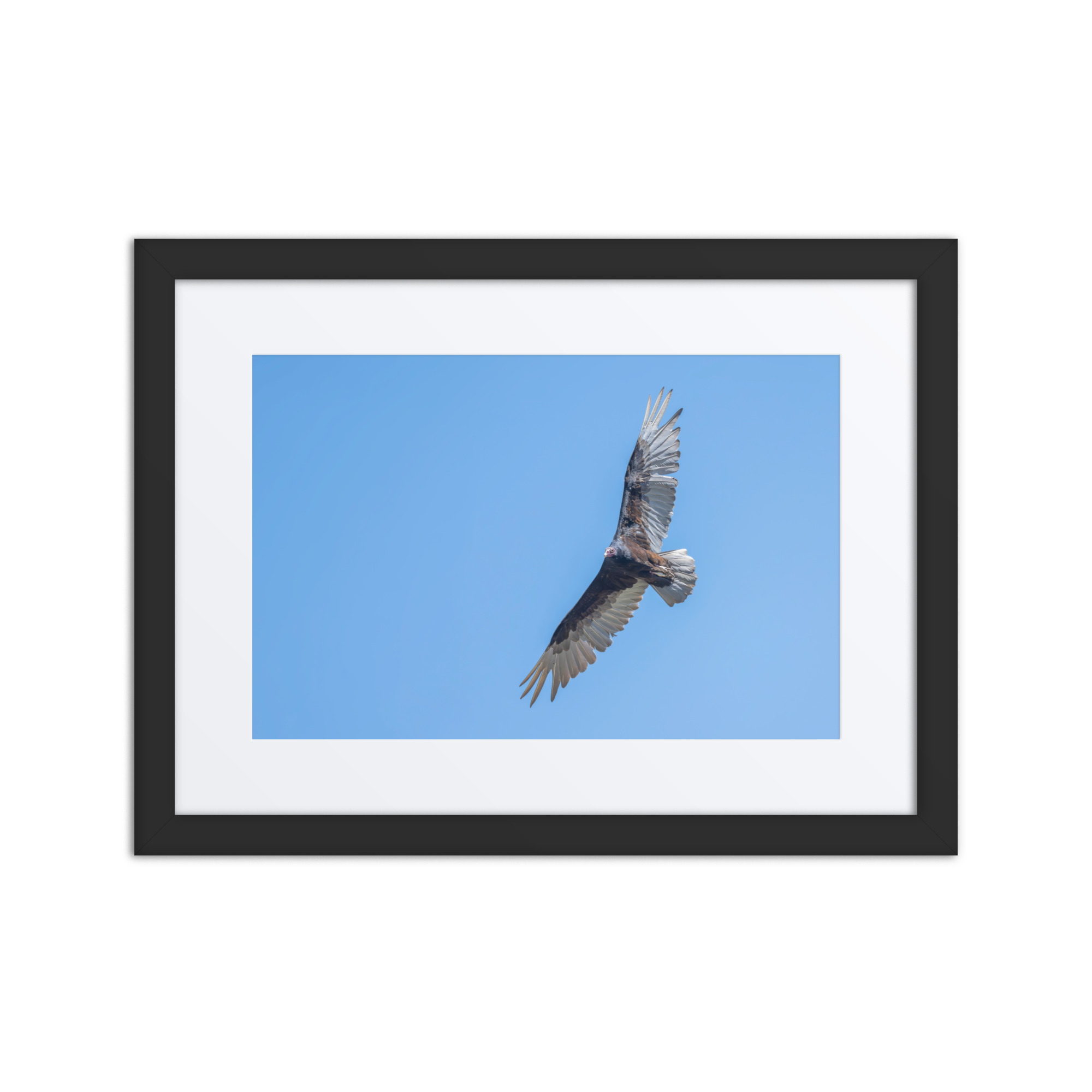 Turkey vulture in flight! Framed mat poster
