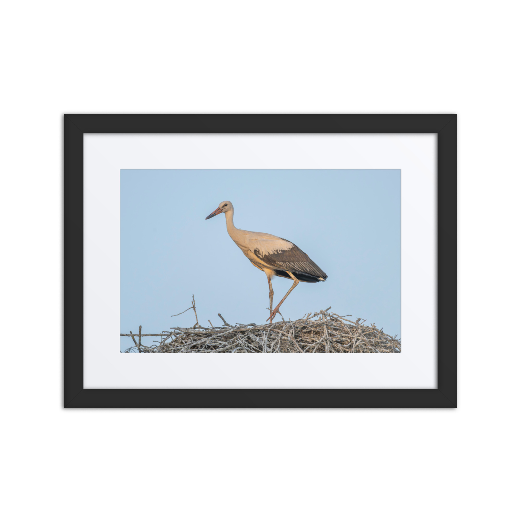 Juvenile White stork! Framed mat poster