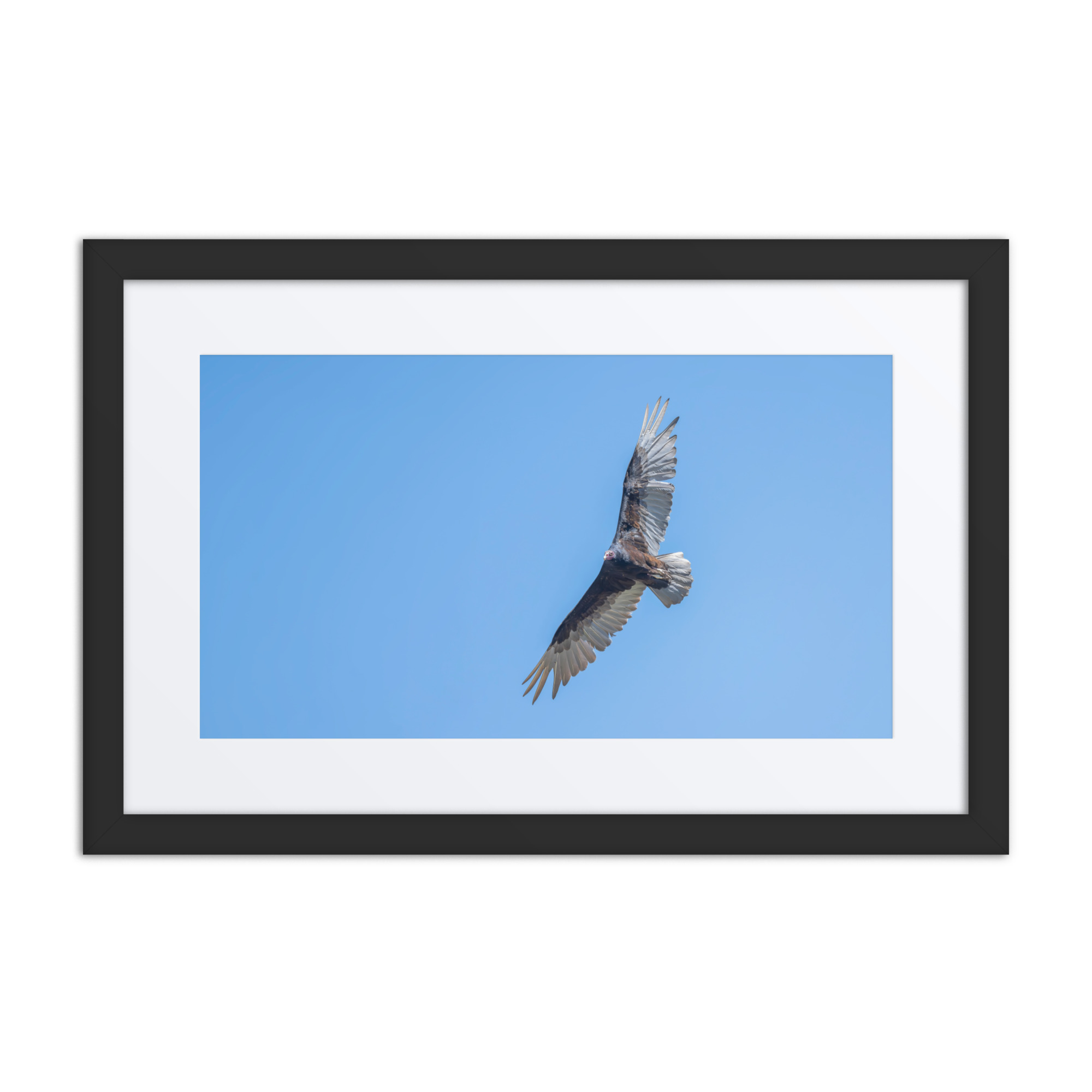 Turkey vulture in flight! Framed mat poster - Image 2