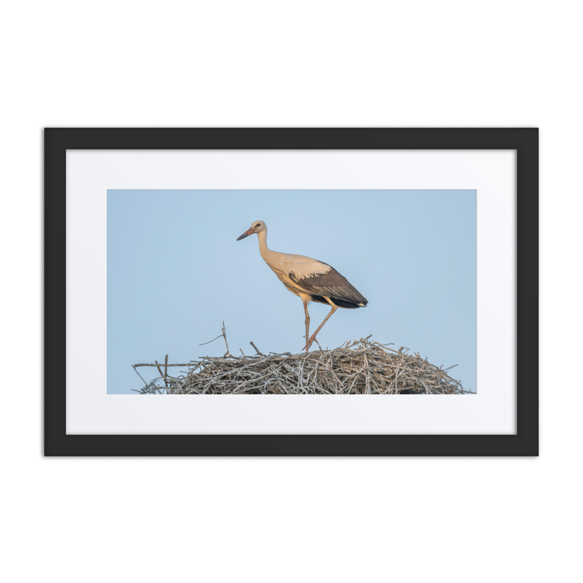 Juvenile White stork! Framed mat poster - Image 2