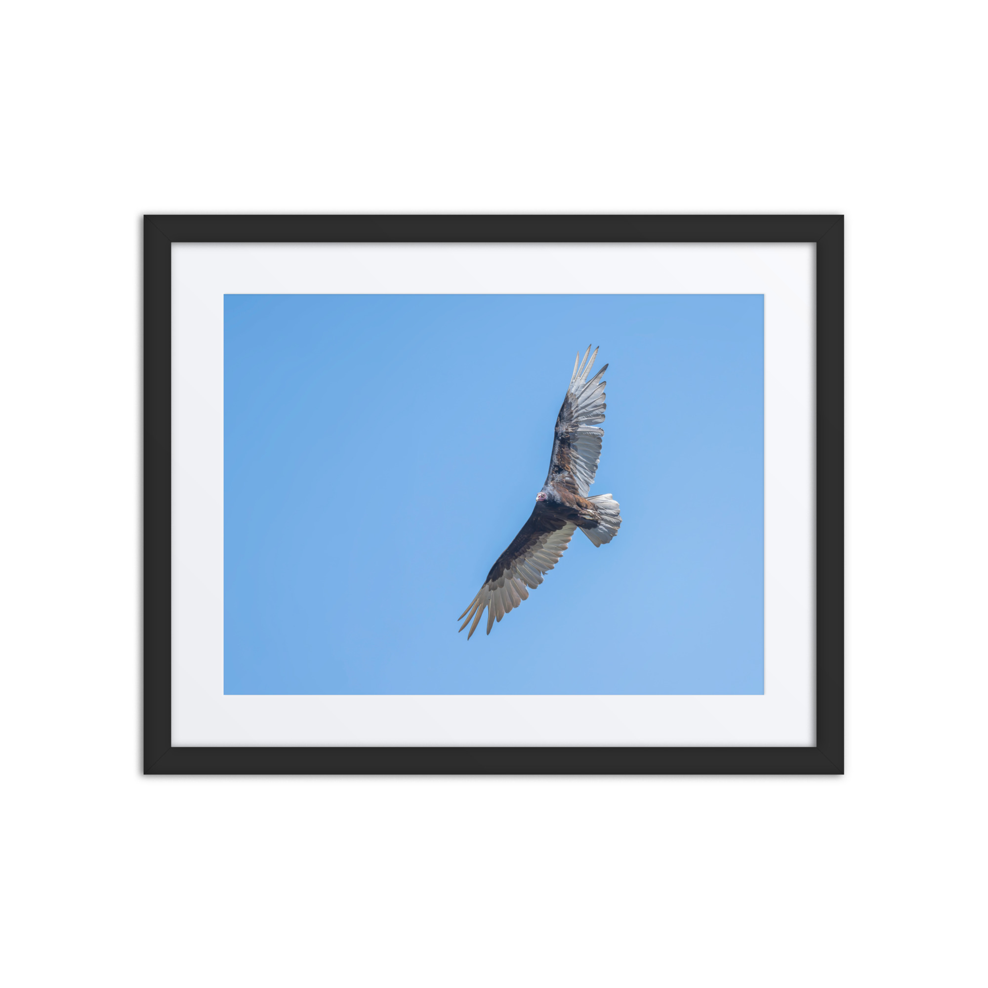Turkey vulture in flight! Framed mat poster - Image 3