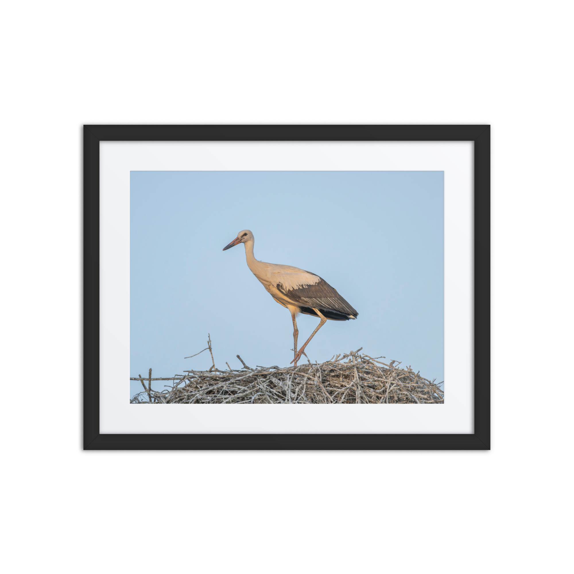 Juvenile White stork! Framed mat poster - Image 3