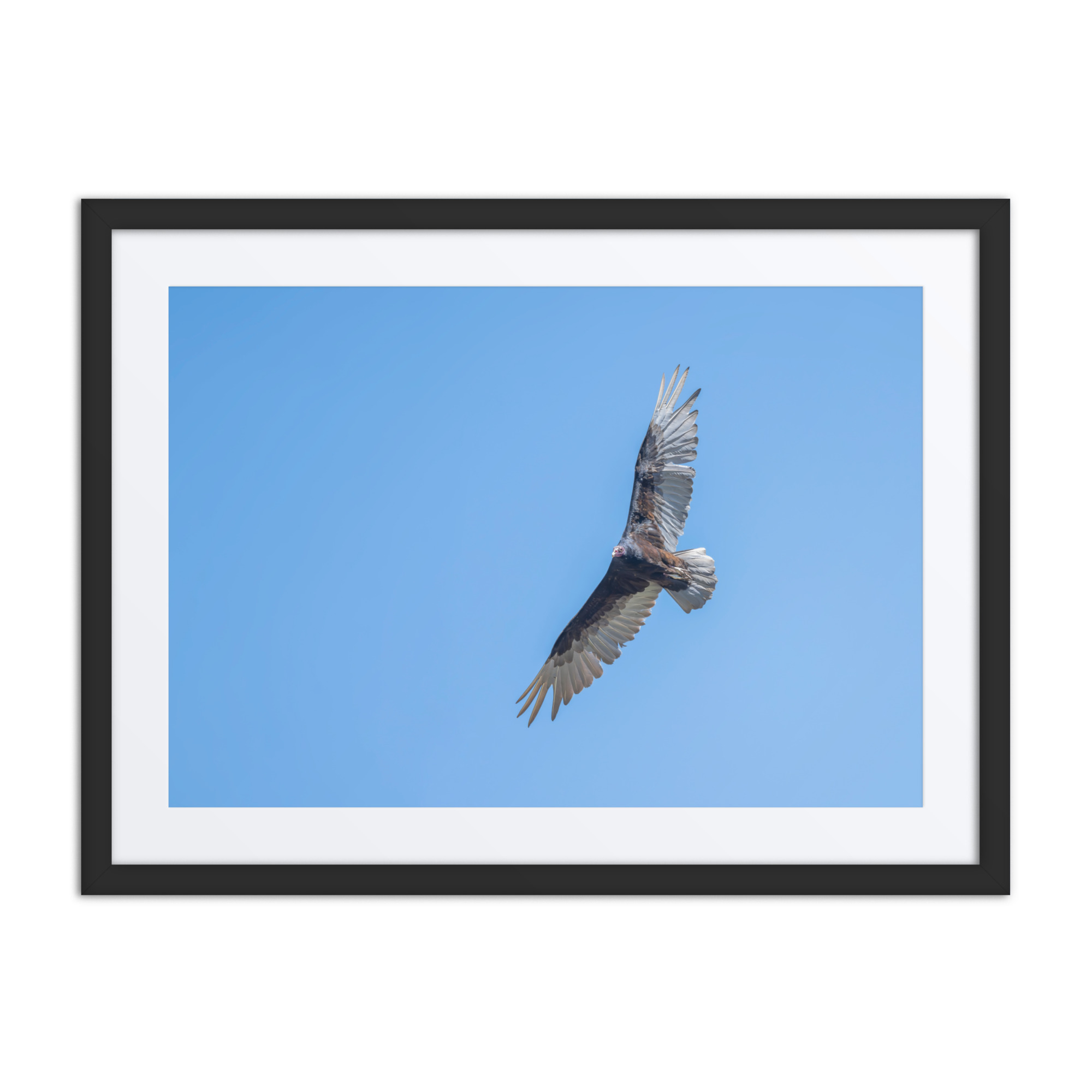 Turkey vulture in flight! Framed mat poster - Image 4