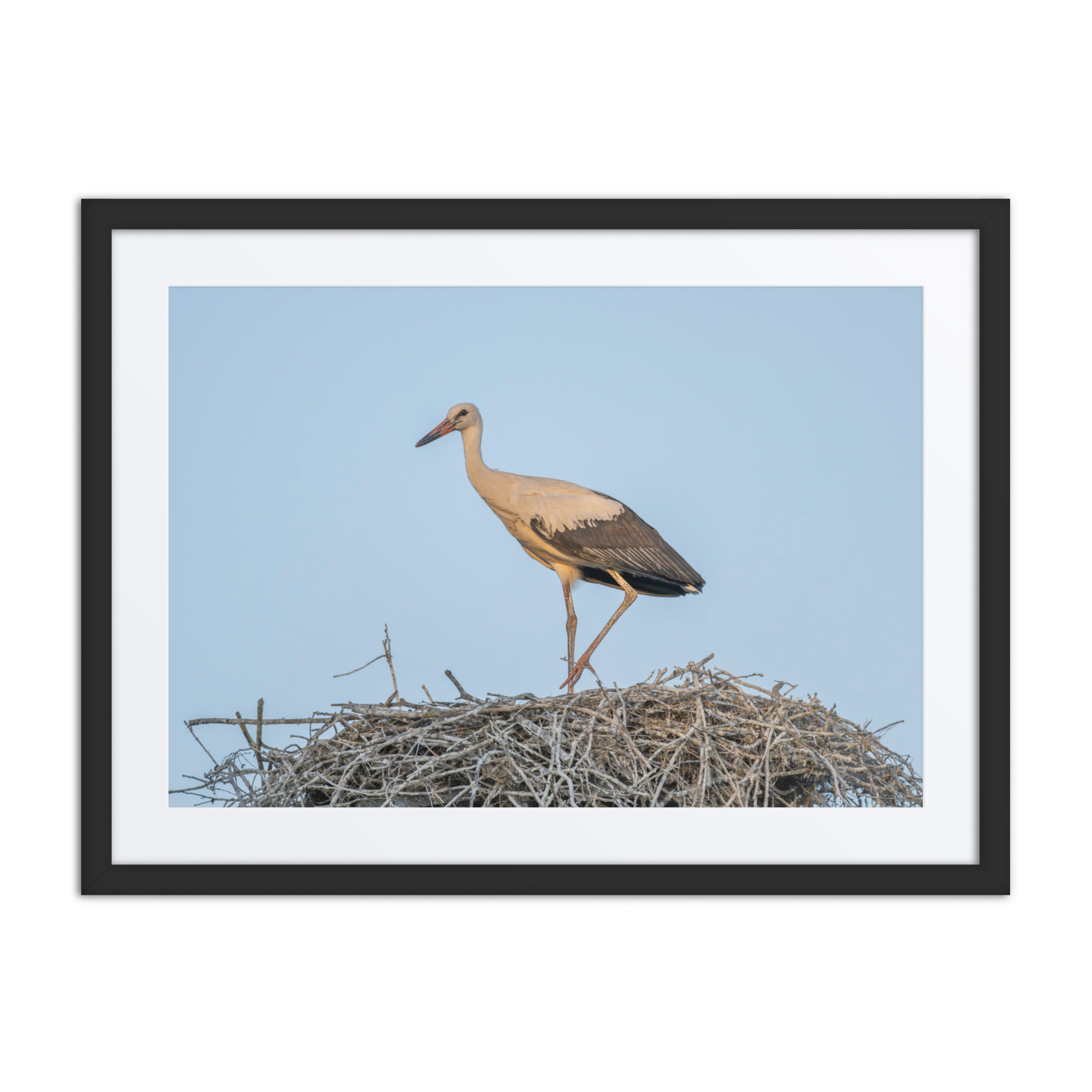 Juvenile White stork! Framed mat poster - Image 4