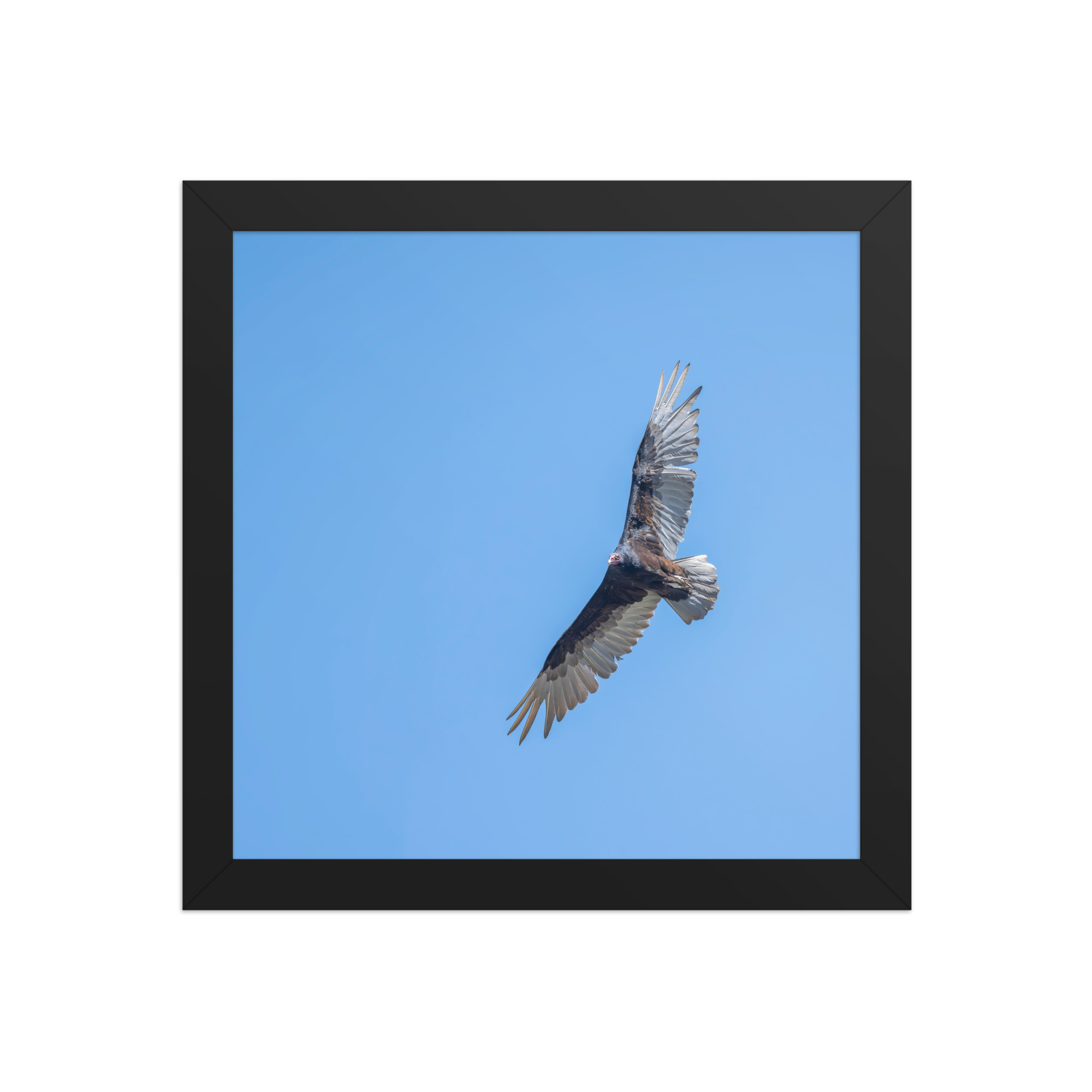Turkey vulture in flight! Framed photo paper poster - Image 3