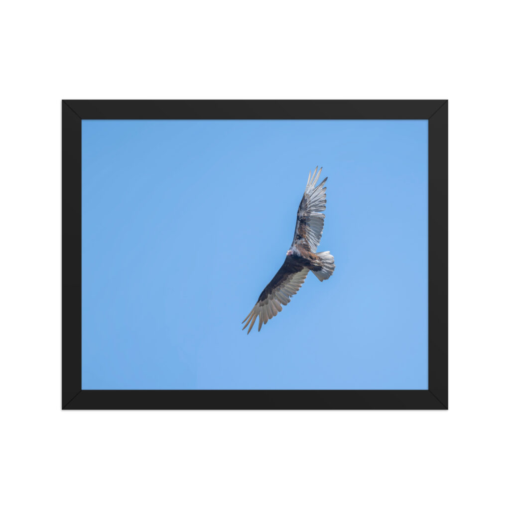 Turkey vulture in flight! Framed photo paper poster