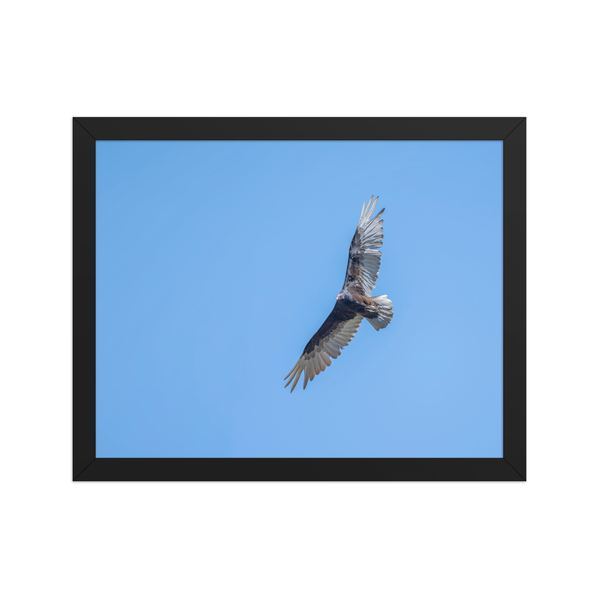 Turkey vulture in flight! Framed photo paper poster