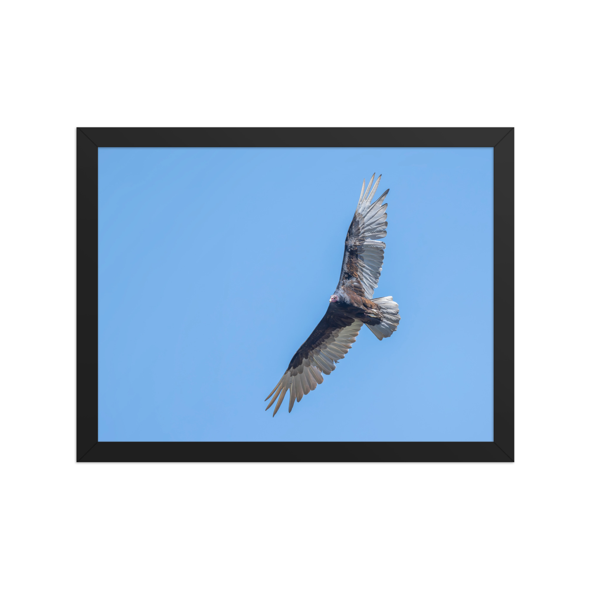 Turkey vulture in flight! Framed photo paper poster - Image 5