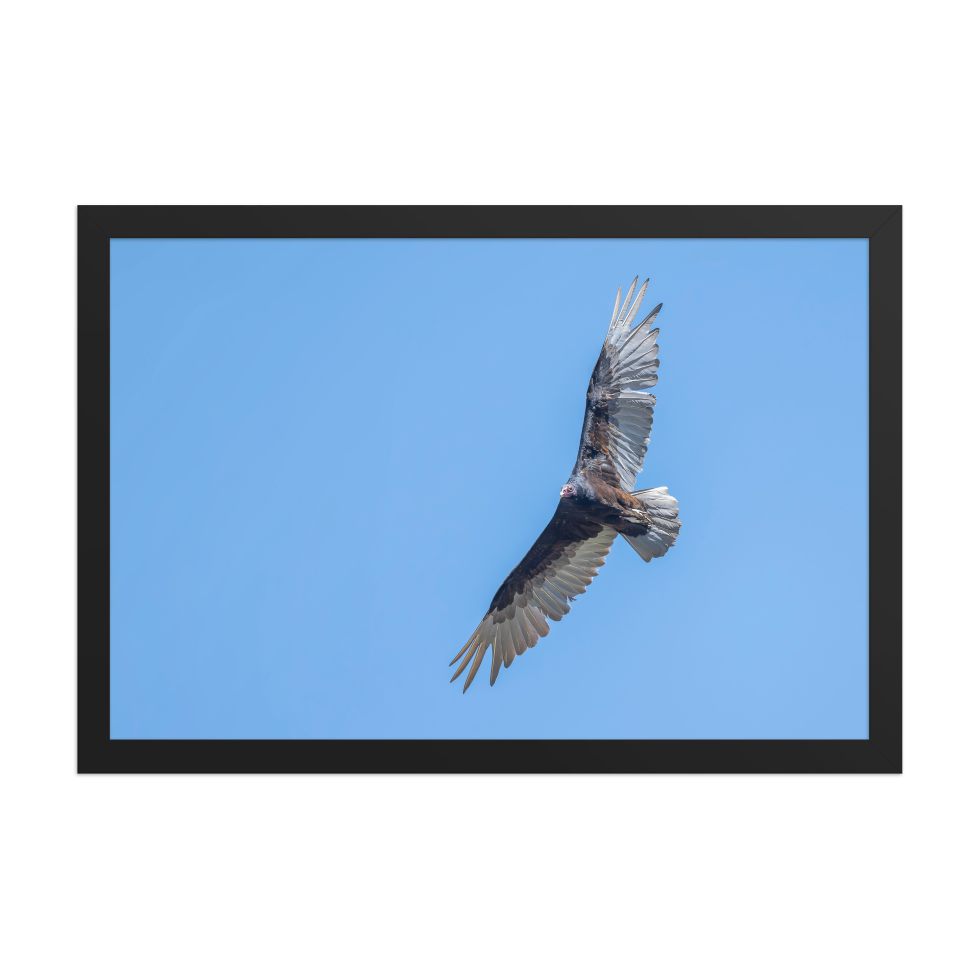 Turkey vulture in flight! Framed photo paper poster - Image 6