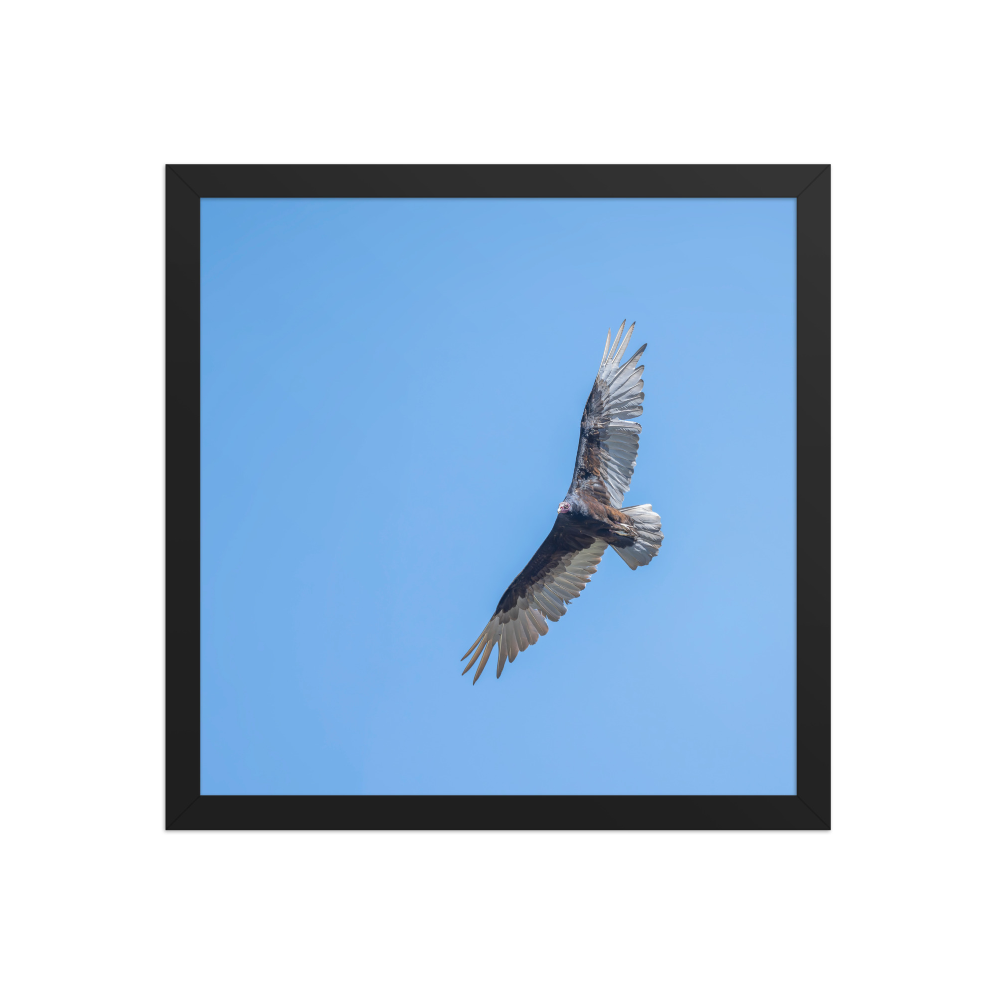 Turkey vulture in flight! Framed photo paper poster - Image 7