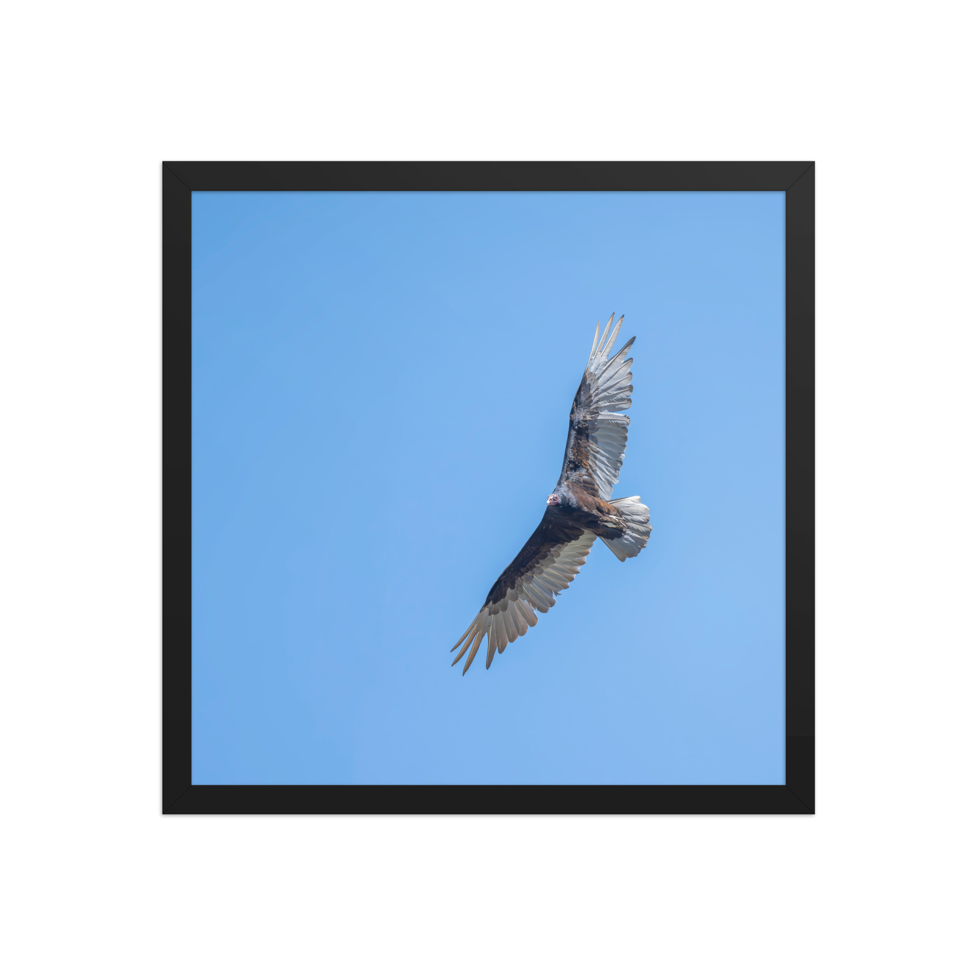 Turkey vulture in flight! Framed photo paper poster - Image 8