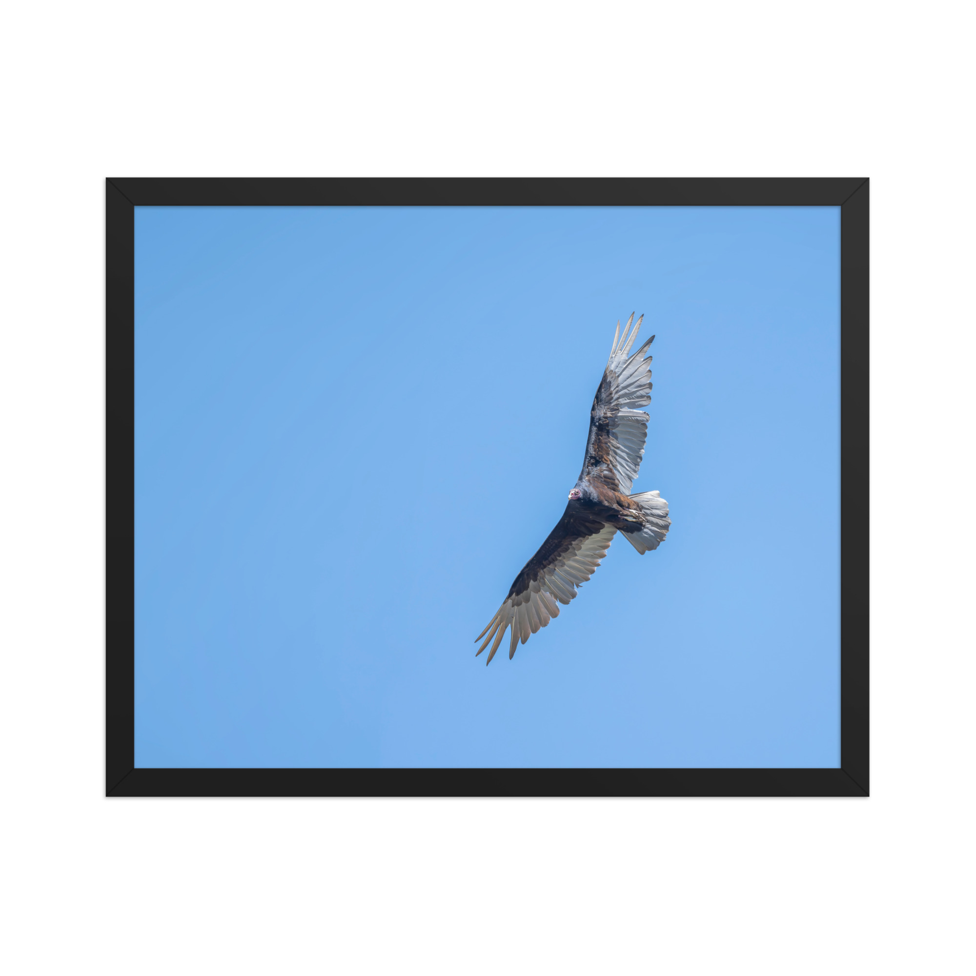 Turkey vulture in flight! Framed photo paper poster - Image 9