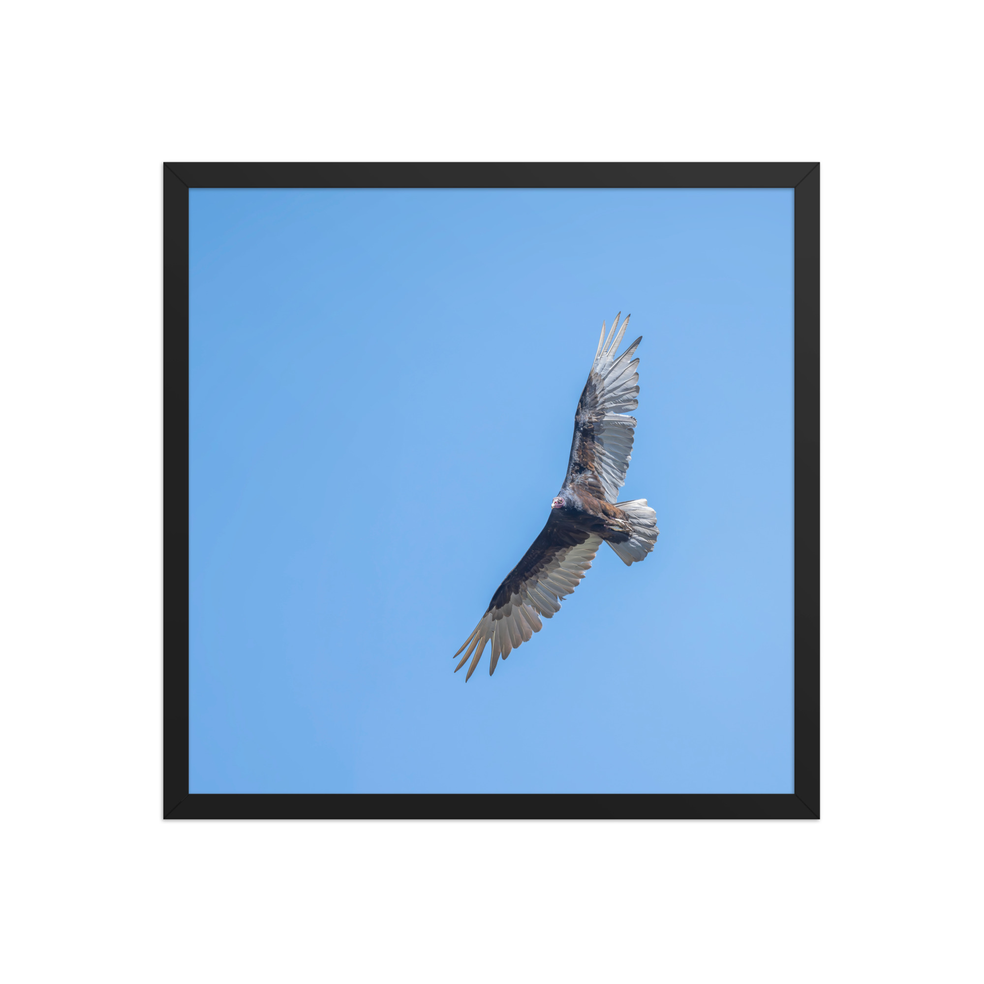 Turkey vulture in flight! Framed photo paper poster - Image 10