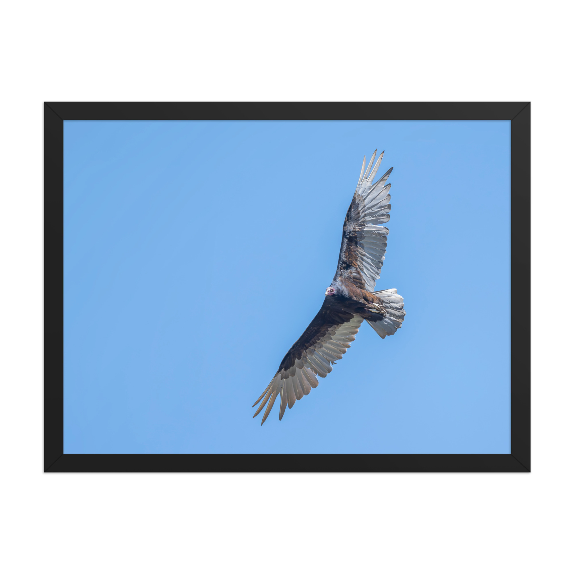 Turkey vulture in flight! Framed photo paper poster - Image 11