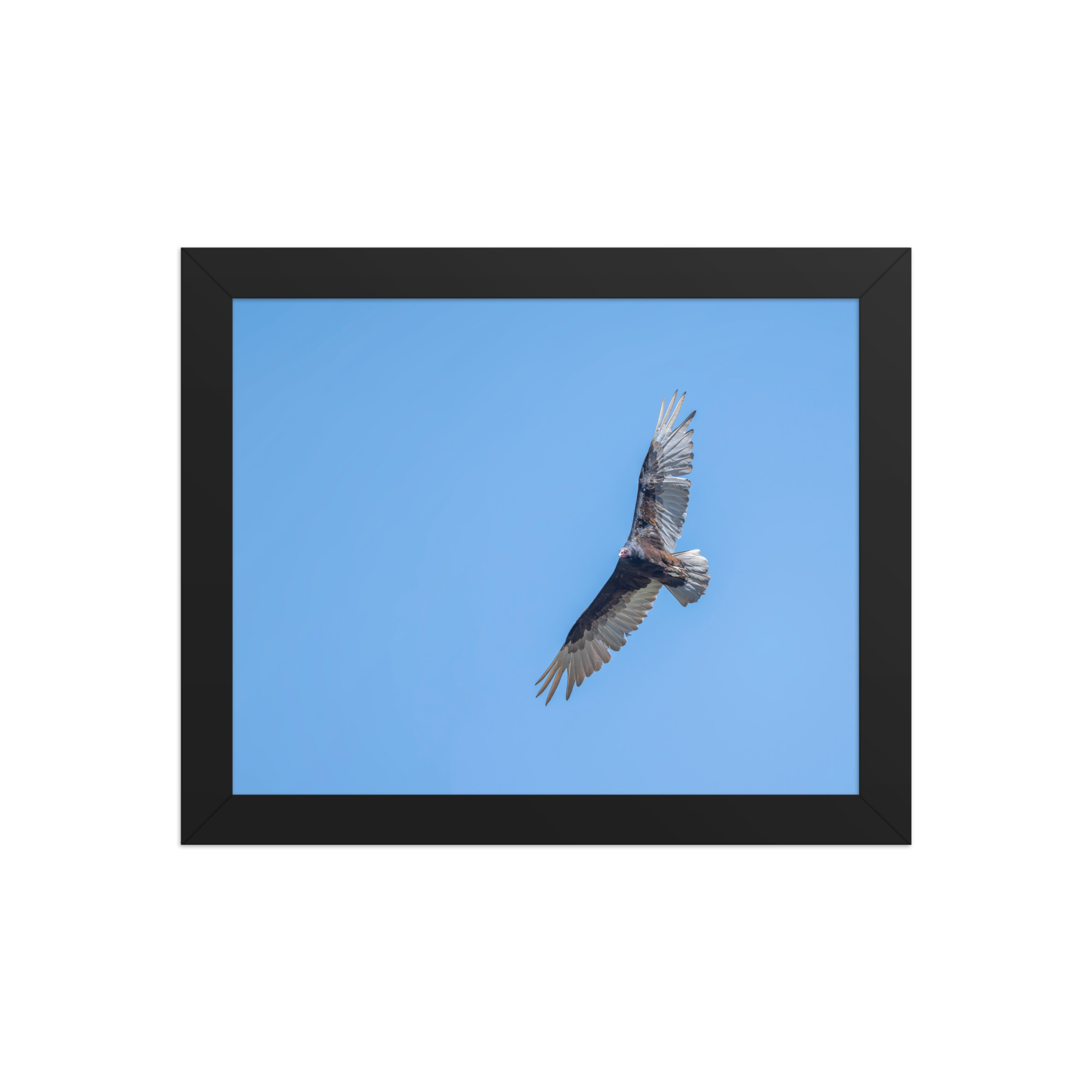 Turkey vulture in flight! Framed photo paper poster - Image 2