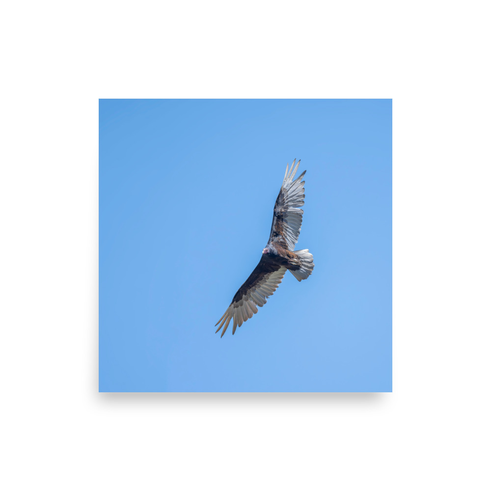 Turkey vulture in flight! Photo paper poster - Image 4