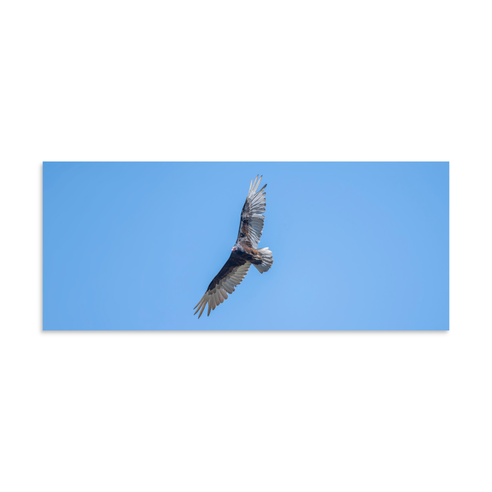 Turkey vulture in flight! Photo paper poster - Image 5
