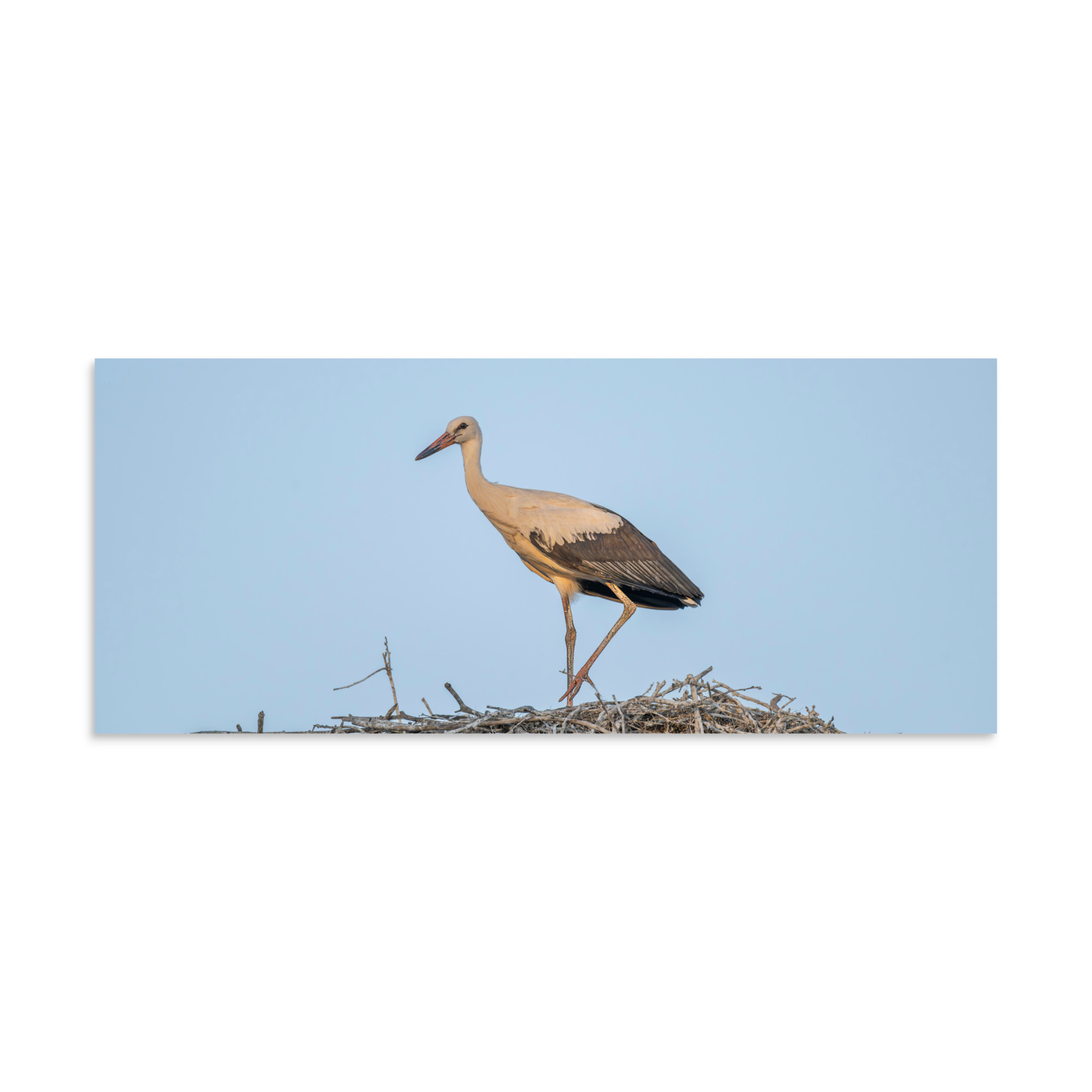 Juvenile White stork! Photo paper poster - Image 4