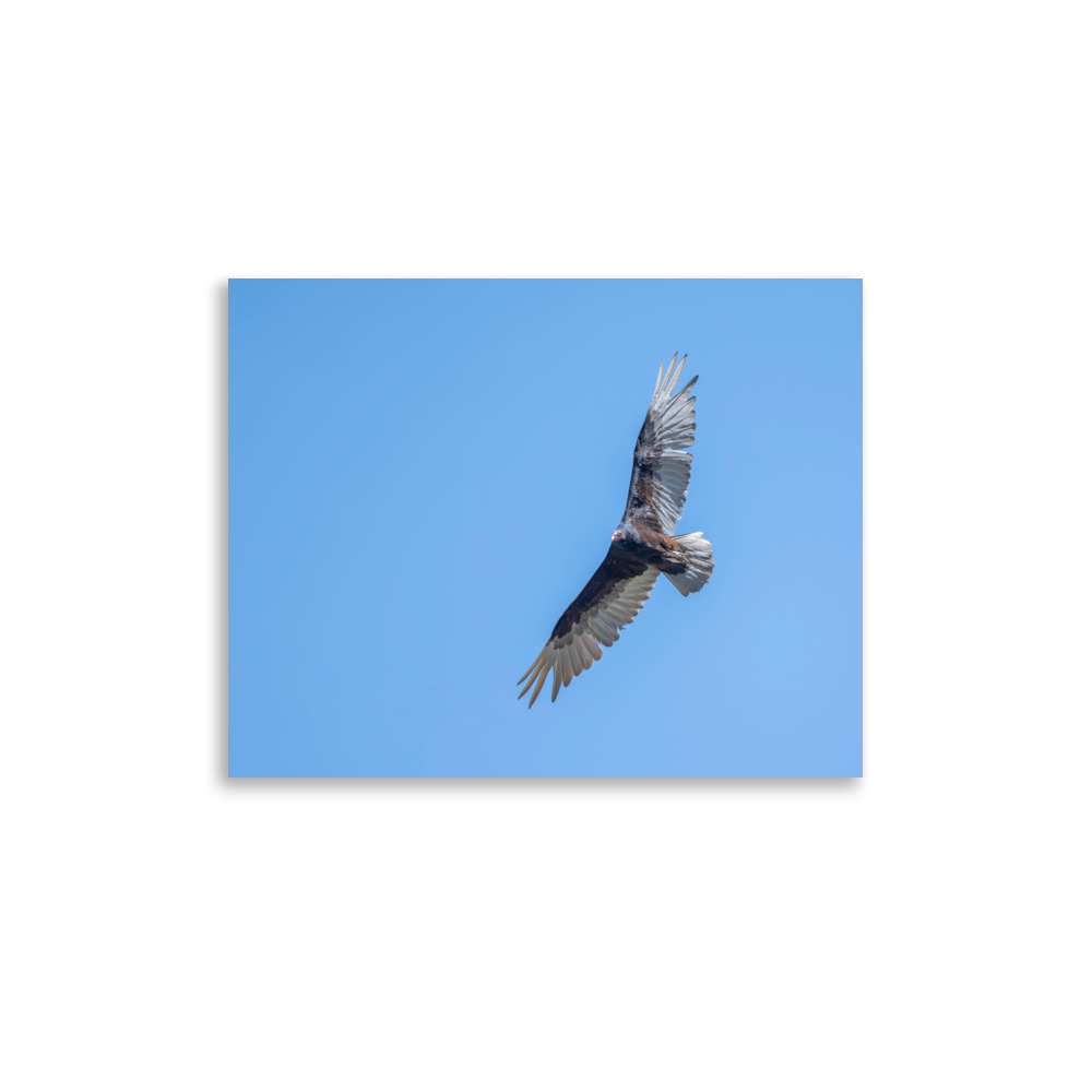 Turkey vulture in flight! Photo paper poster - Image 6